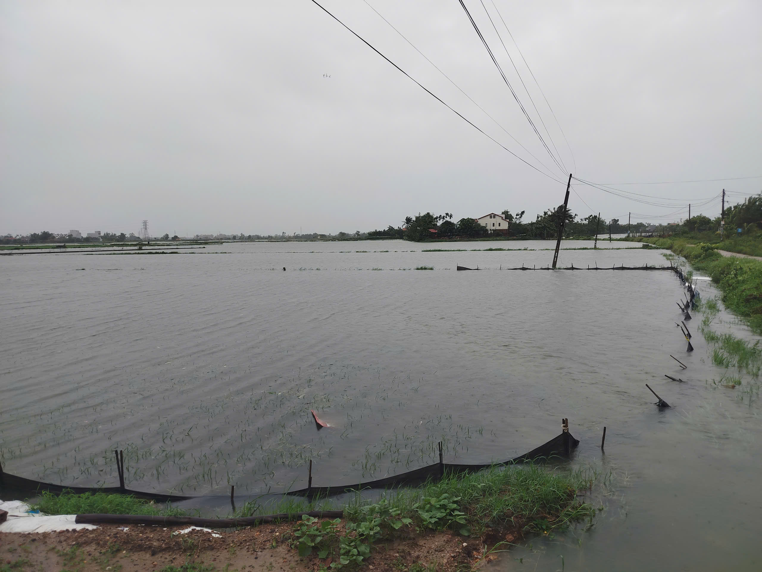 Bão số 1 gây mưa kỷ lục ở Quảng Nam, 16.700 ha lúa, hoa màu ngập nặng - Ảnh 5.