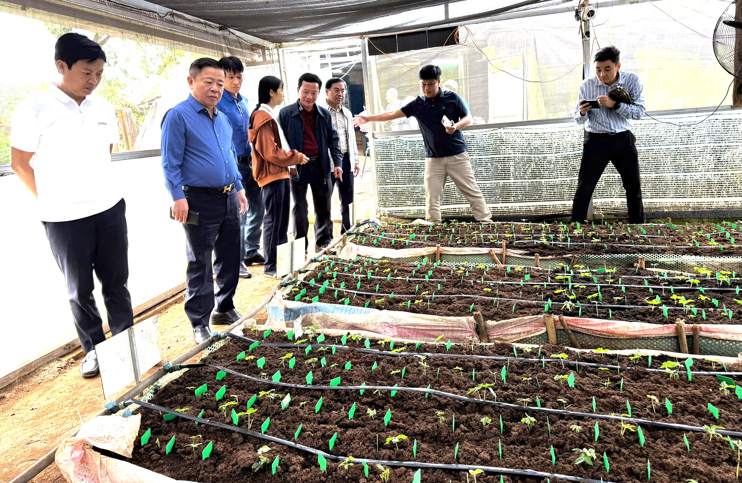 Ba lần thay đổi cấp m&atilde; số v&ugrave;ng trồng s&acirc;m Ngọc Linh chỉ trong 1 th&aacute;ng- Ảnh 1.