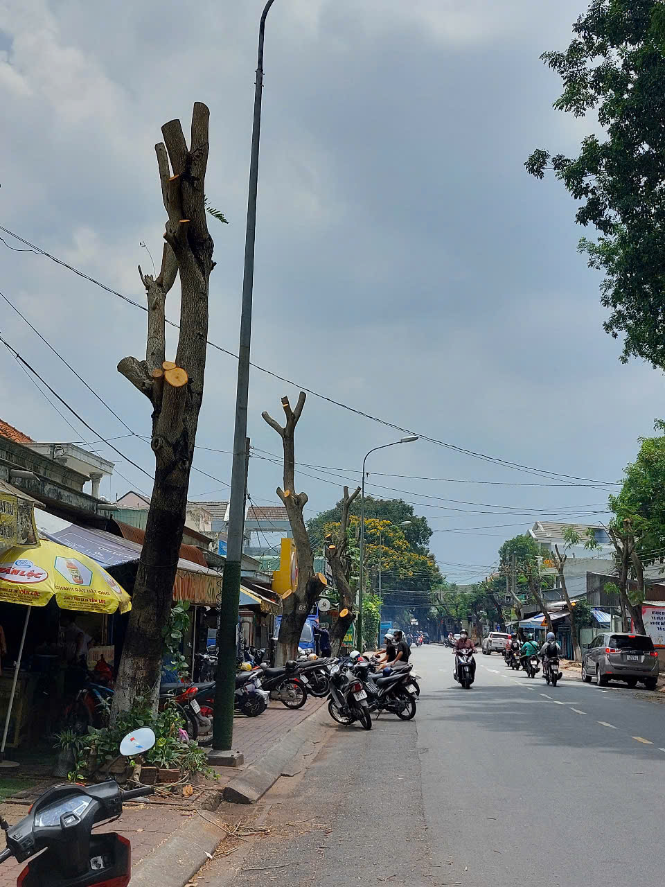 Hình ảnh hàng cây bị đốn hạ, cắt tỉa trơ trụi trên đường phố Dĩ An, Bình Dương- Ảnh 1.