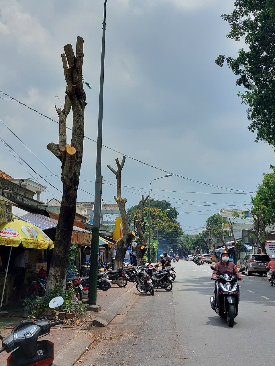 Hình ảnh hàng cây bị đốn hạ, cắt tỉa trơ trụi trên đường phố Dĩ An, Bình Dương- Ảnh 2.
