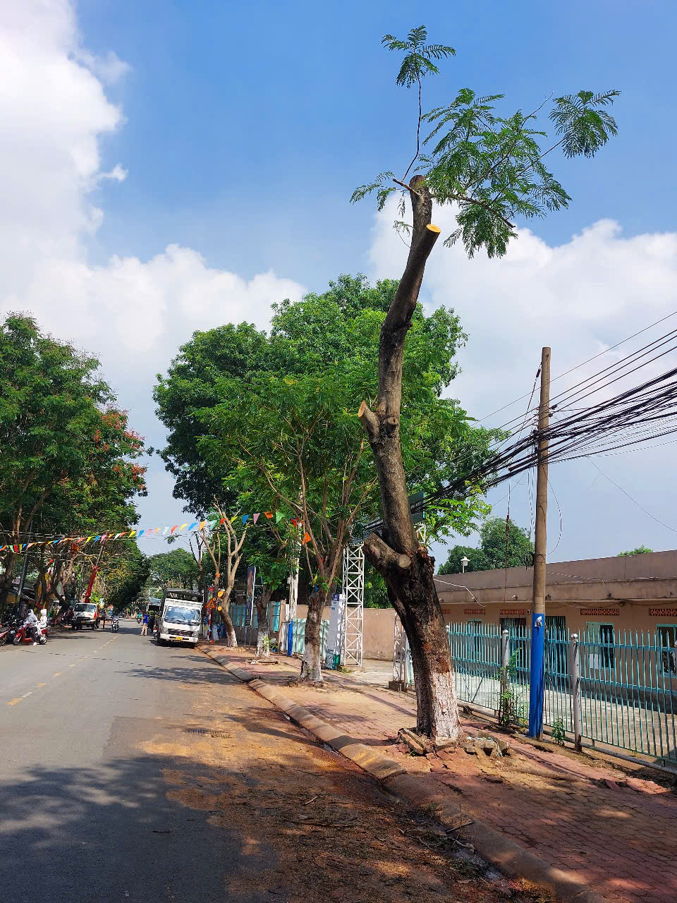 Hình ảnh hàng cây bị đốn hạ, cắt tỉa trơ trụi trên đường phố Dĩ An, Bình Dương- Ảnh 5.