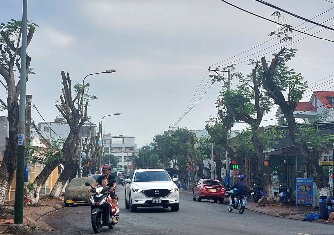 Hình ảnh hàng cây bị đốn hạ, cắt tỉa trơ trụi trên đường phố Dĩ An, Bình Dương- Ảnh 7.