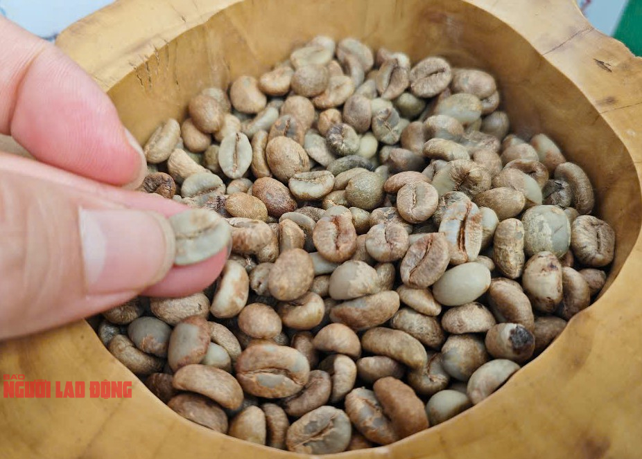 Giá cà phê hôm nay 22-6: Chính thức mất mốc 100.000 đồng/kg- Ảnh 2.