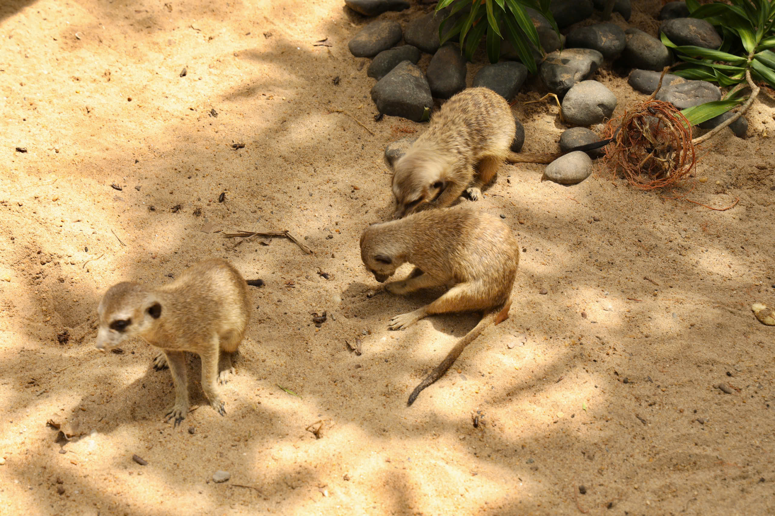 Lạc vào thế giới của Capybara, Meerkat và những “tân binh” siêu dễ thương tại Thảo Cầm Viên- Ảnh 5.