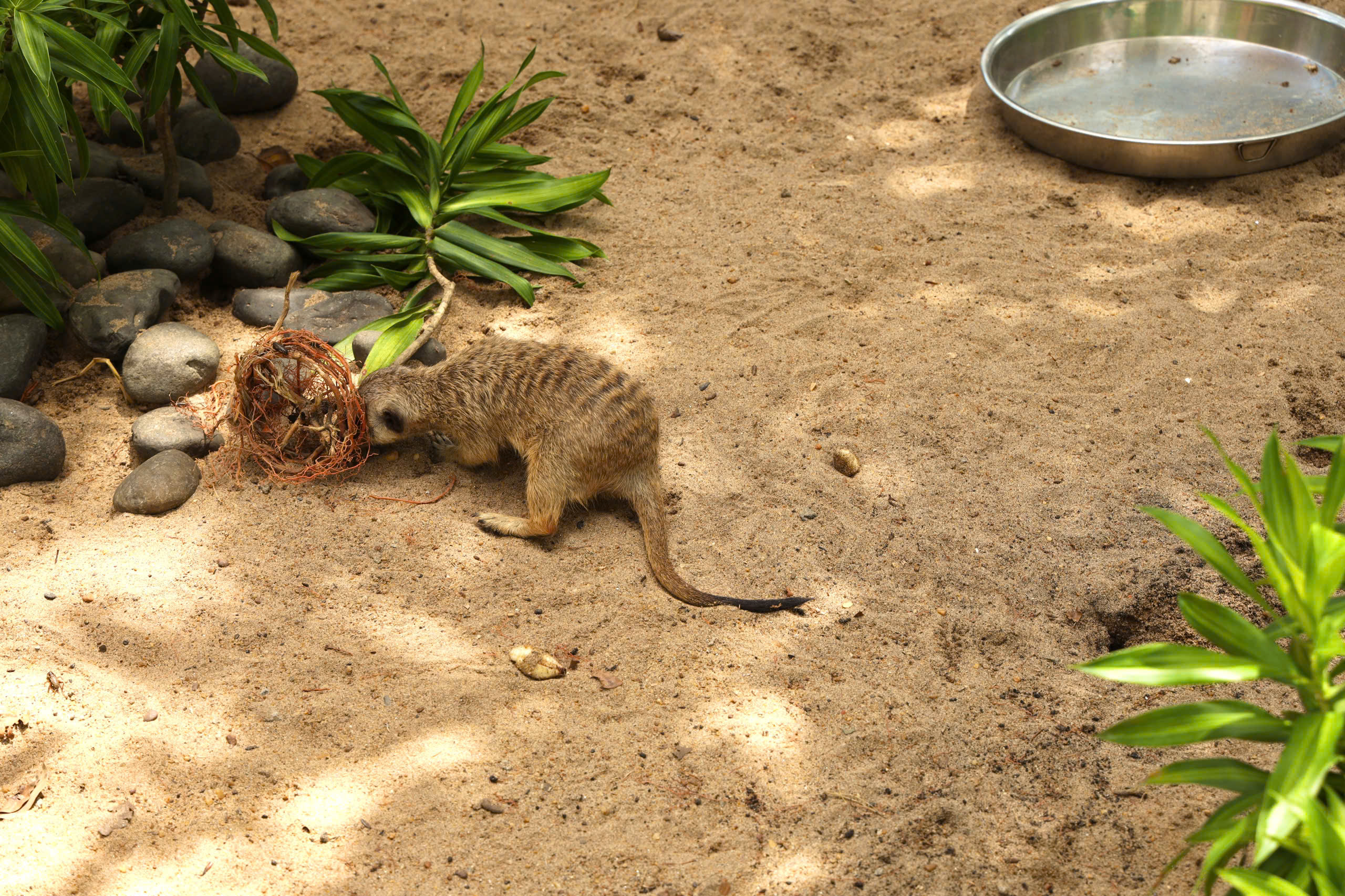 Lạc vào thế giới của Capybara, Meerkat và những “tân binh” siêu dễ thương tại Thảo Cầm Viên- Ảnh 4.