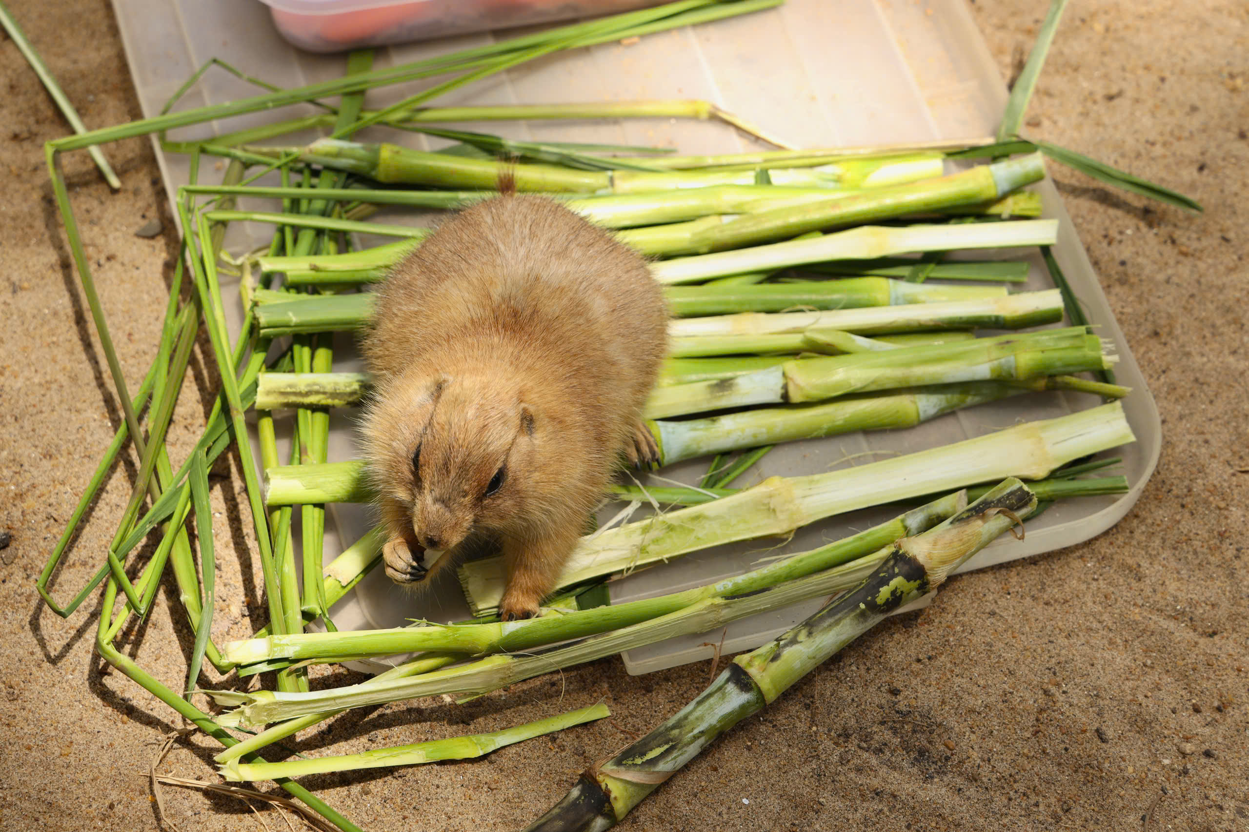 Lạc vào thế giới của Capybara, Meerkat và những “tân binh” siêu dễ thương tại Thảo Cầm Viên- Ảnh 7.