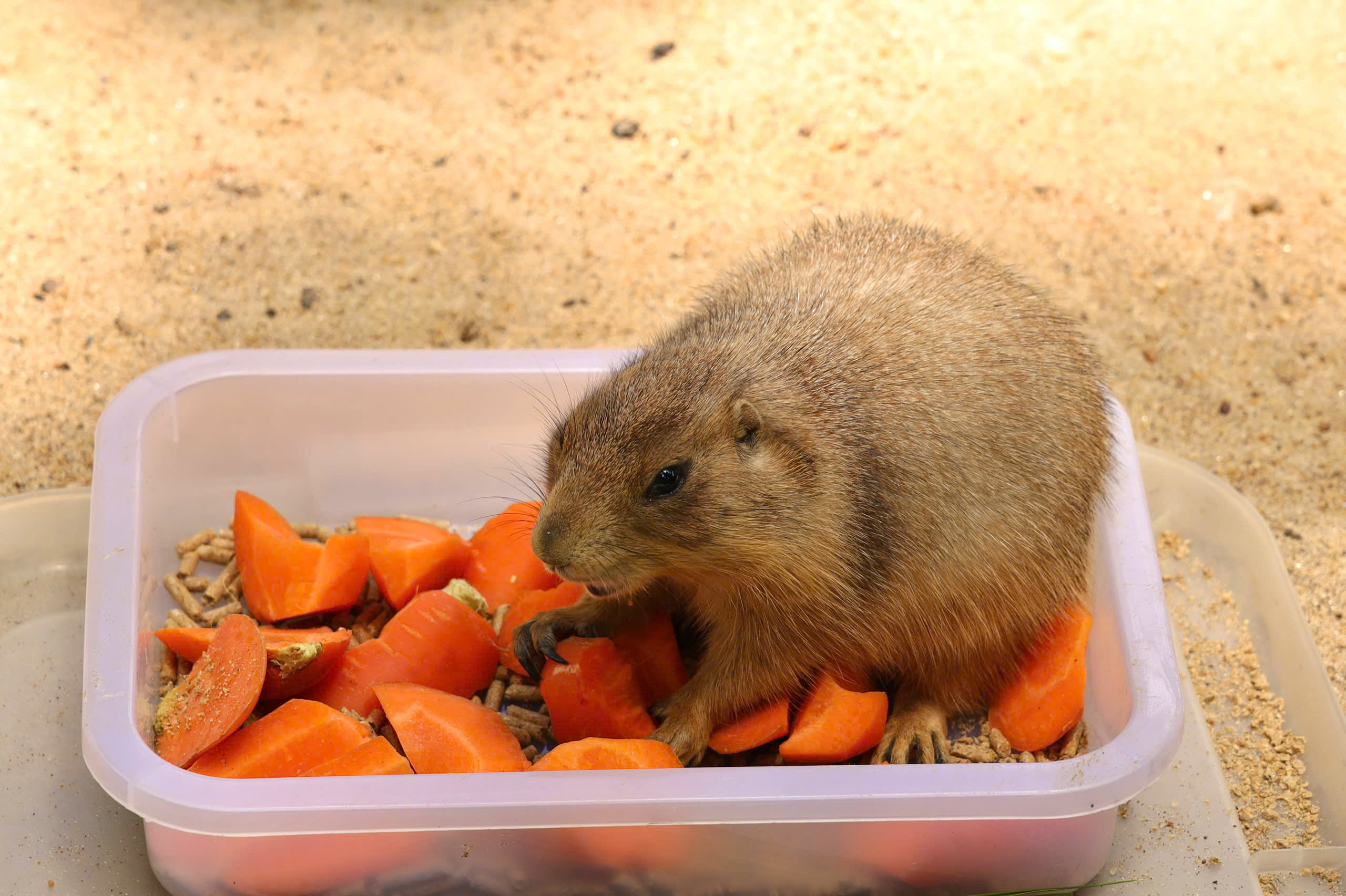 Lạc vào thế giới của Capybara, Meerkat và những “tân binh” siêu dễ thương tại Thảo Cầm Viên- Ảnh 8.