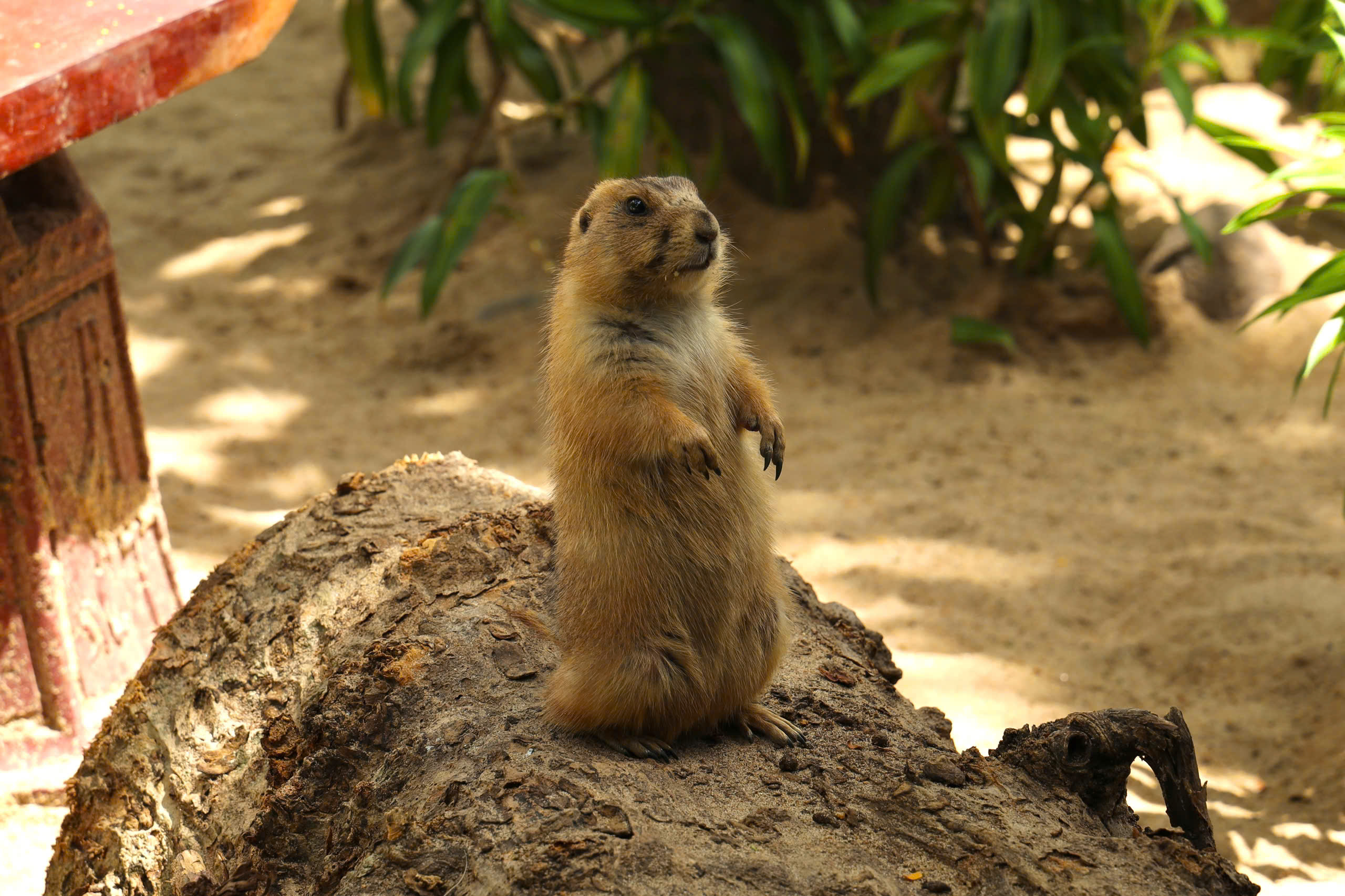 Lạc vào thế giới của Capybara, Meerkat và những “tân binh” siêu dễ thương tại Thảo Cầm Viên- Ảnh 6.
