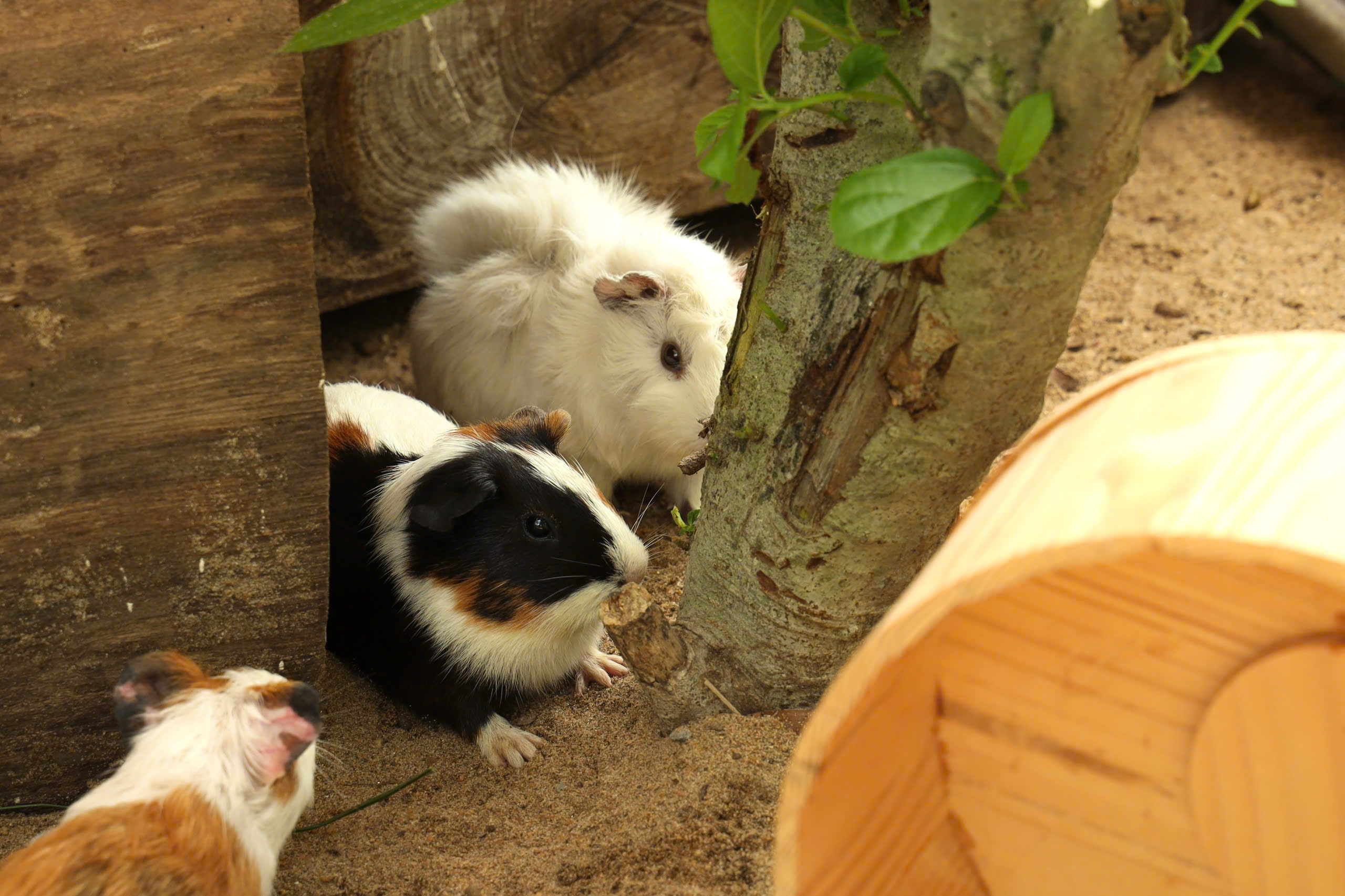 Lạc vào thế giới của Capybara, Meerkat và những “tân binh” siêu dễ thương tại Thảo Cầm Viên- Ảnh 10.