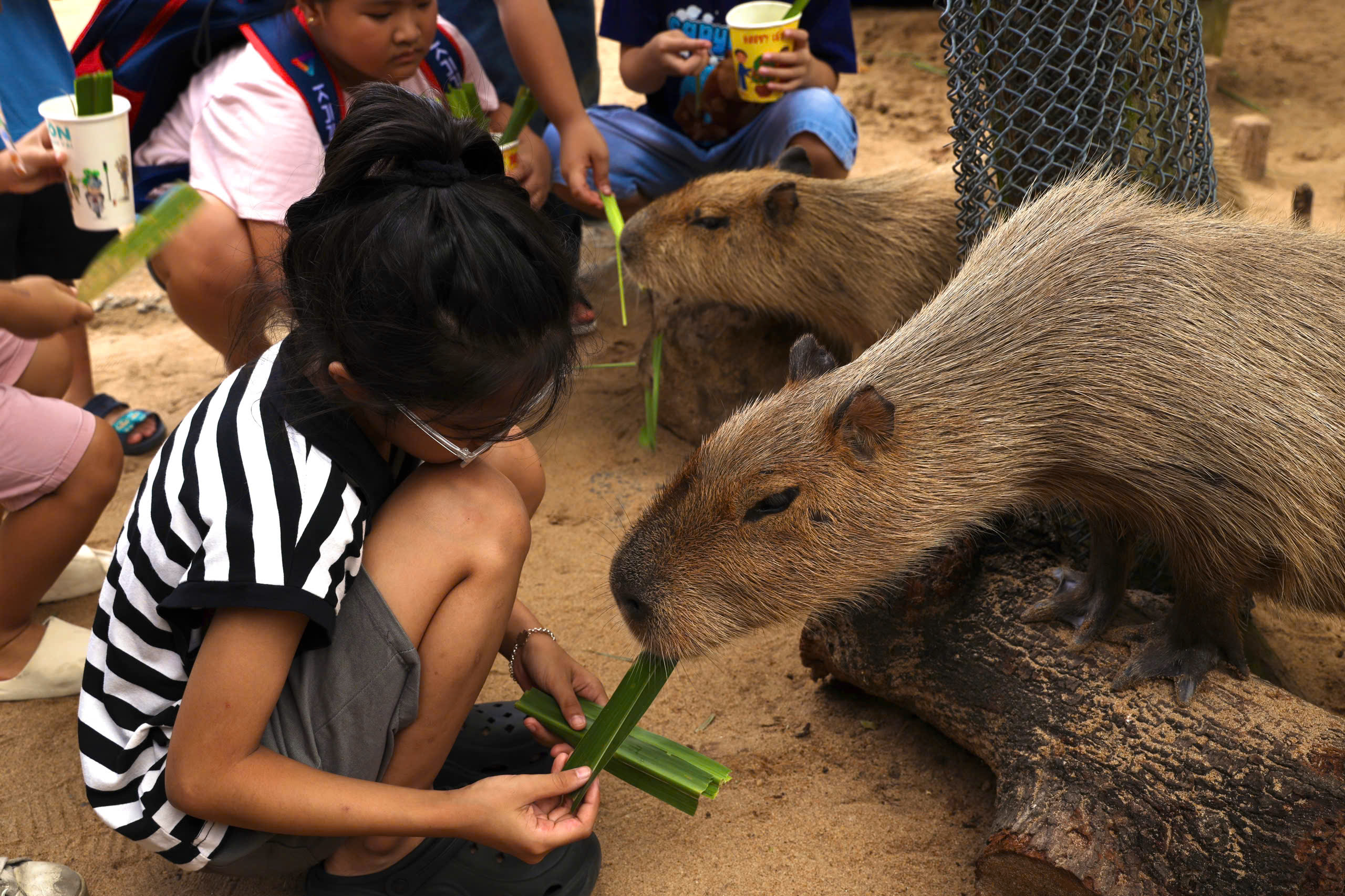 Lạc vào thế giới của Capybara, Meerkat và những “tân binh” siêu dễ thương tại Thảo Cầm Viên- Ảnh 11.
