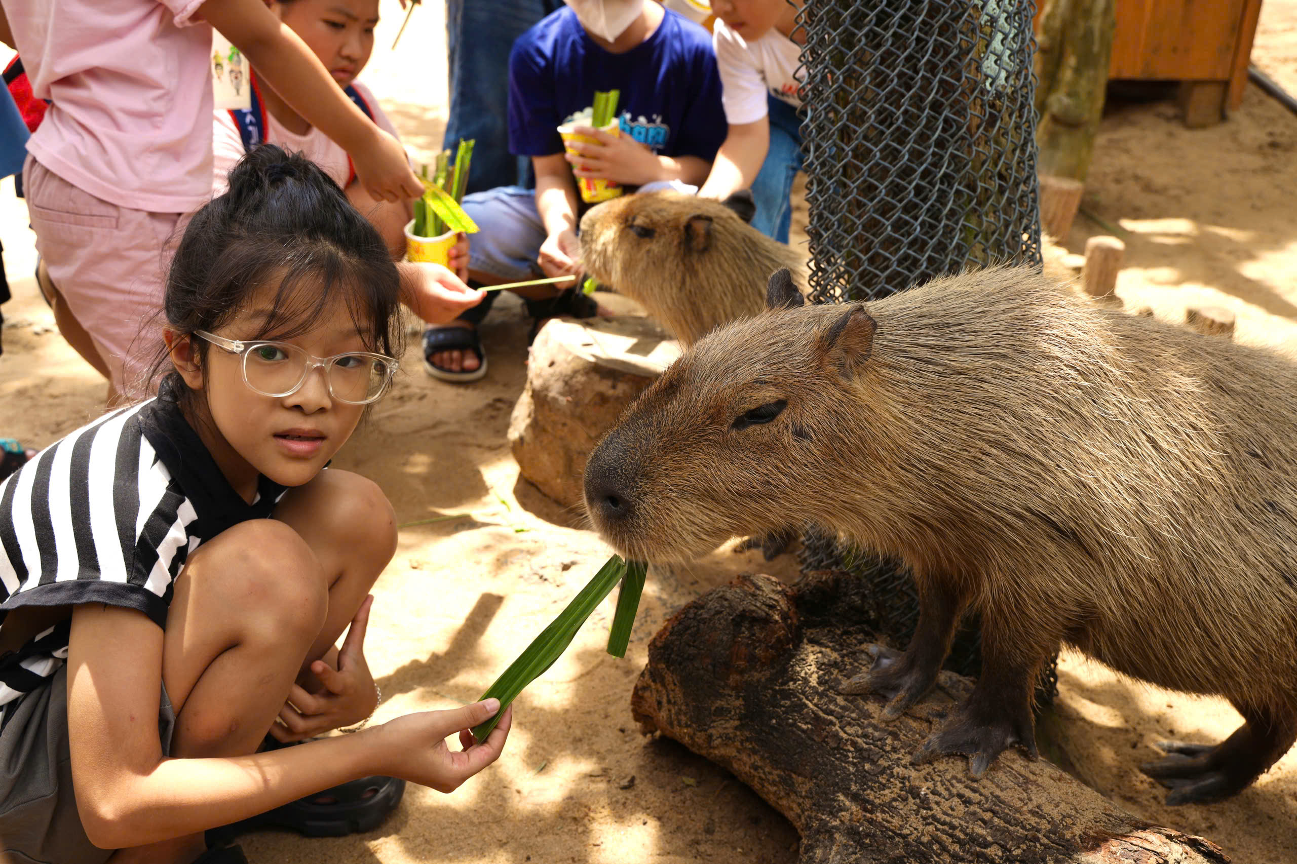Lạc vào thế giới của Capybara, Meerkat và những “tân binh” siêu dễ thương tại Thảo Cầm Viên- Ảnh 14.