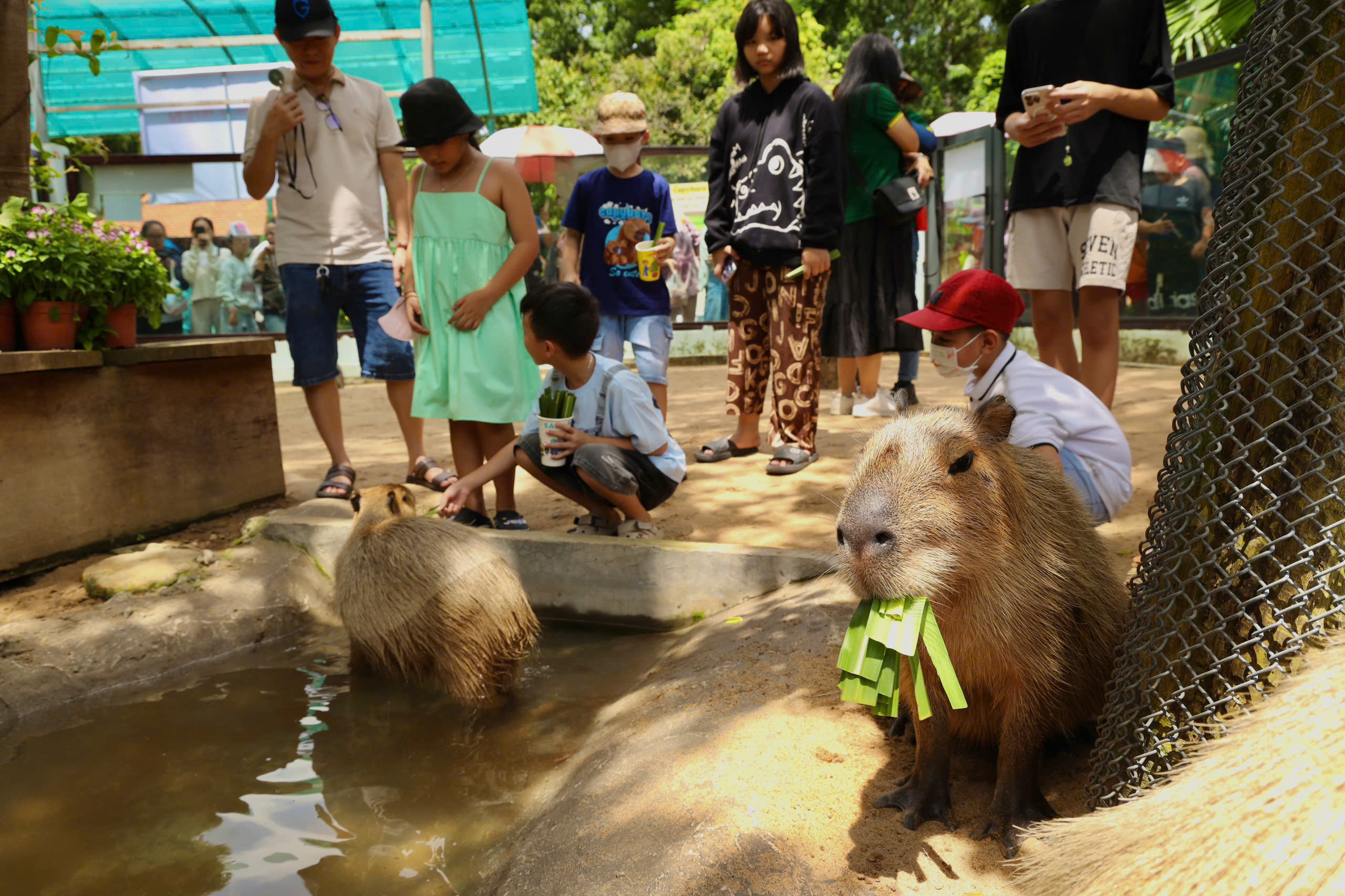Lạc vào thế giới của Capybara, Meerkat và những “tân binh” siêu dễ thương tại Thảo Cầm Viên- Ảnh 12.