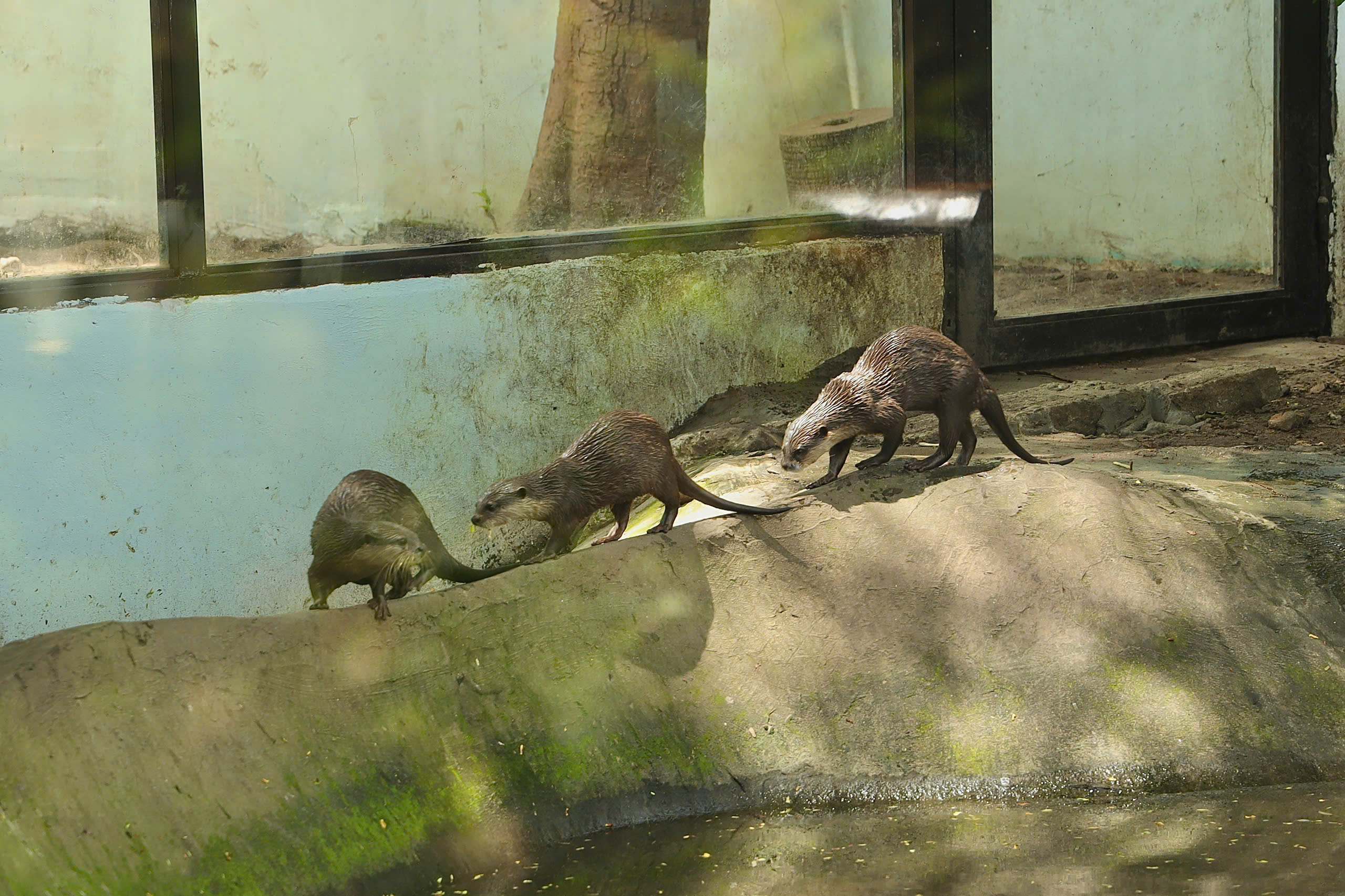 Lạc vào thế giới của Capybara, Meerkat và những “tân binh” siêu dễ thương tại Thảo Cầm Viên- Ảnh 16.