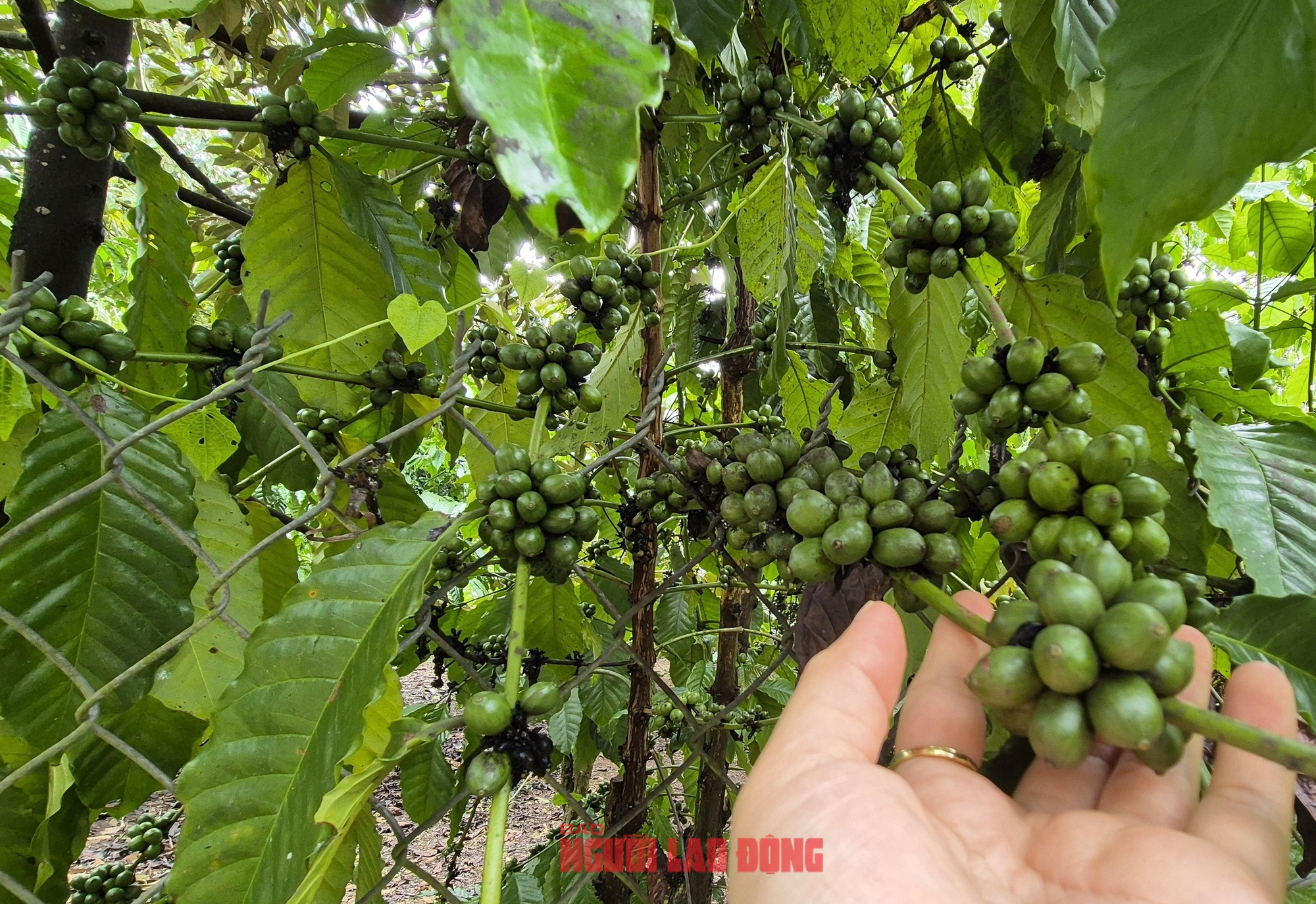Gi&aacute; c&agrave; ph&ecirc; h&ocirc;m nay 23-6: Lo &acirc;u v&igrave; được m&ugrave;a! - Ảnh 1.