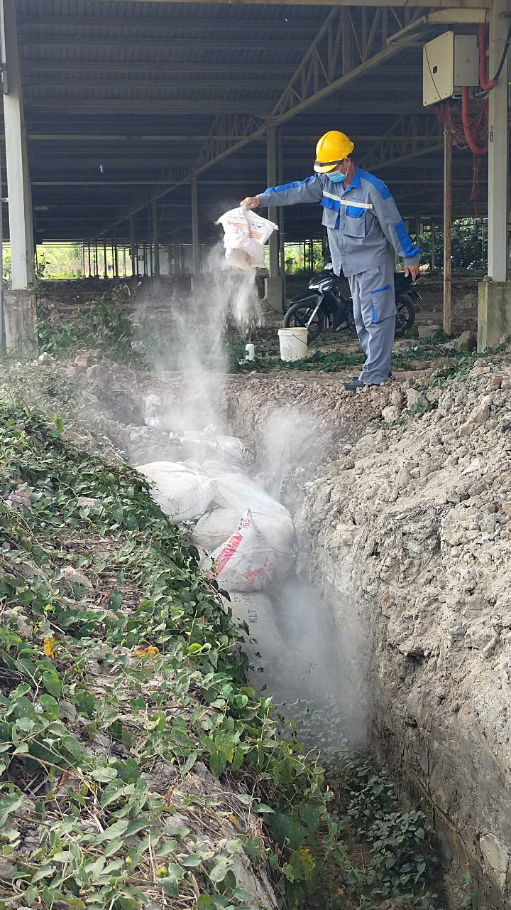 H&igrave;nh ảnh heo chết nằm la liệt tr&ecirc;n k&ecirc;nh dẫn nước ở B&igrave;nh Dương - Ảnh 10.