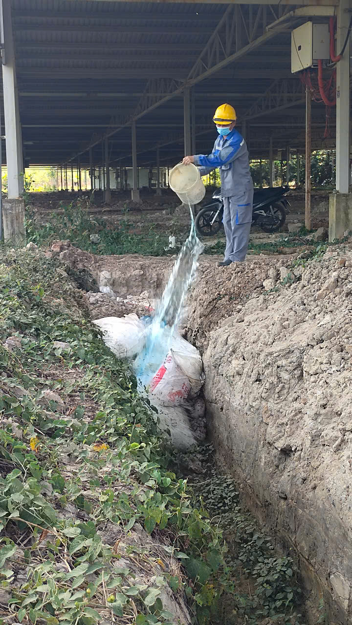 H&igrave;nh ảnh heo chết nằm la liệt tr&ecirc;n k&ecirc;nh dẫn nước ở B&igrave;nh Dương - Ảnh 11.