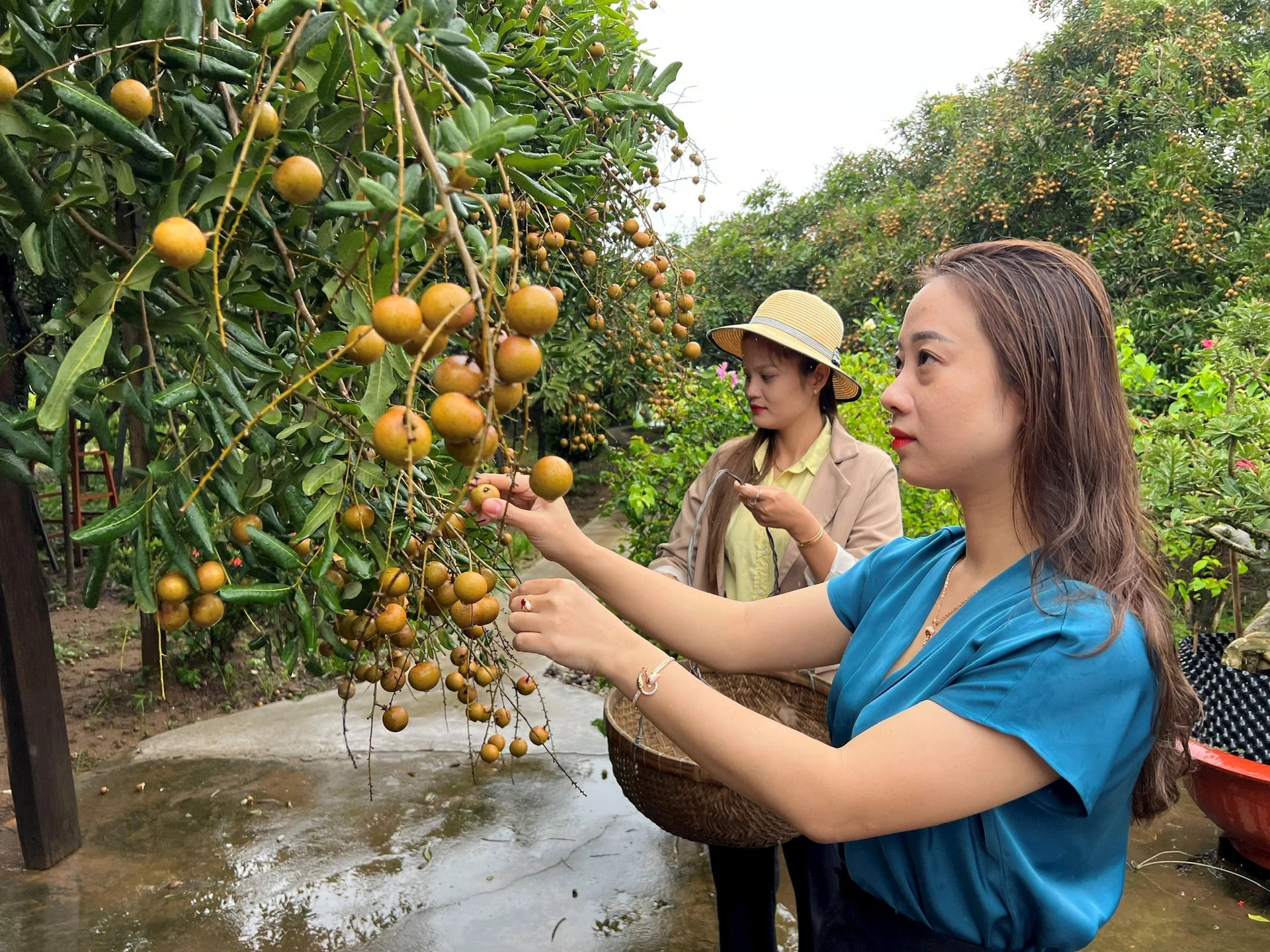 Phường n&agrave;o của tỉnh C&agrave; Mau mới c&oacute; vườn nh&atilde;n 100 năm tuổi - Ảnh 1.