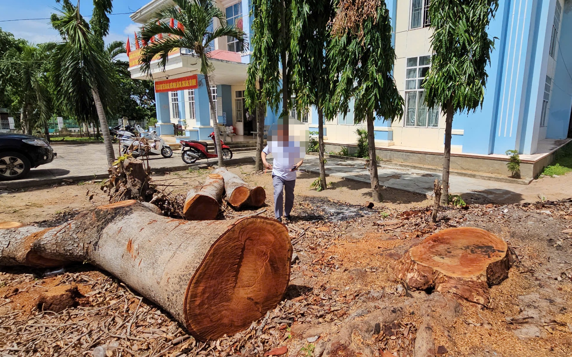 Hàng loạt cây gỗ lớn tại trụ sở phường bị chặt bán trước khi sáp nhập- Ảnh 1.