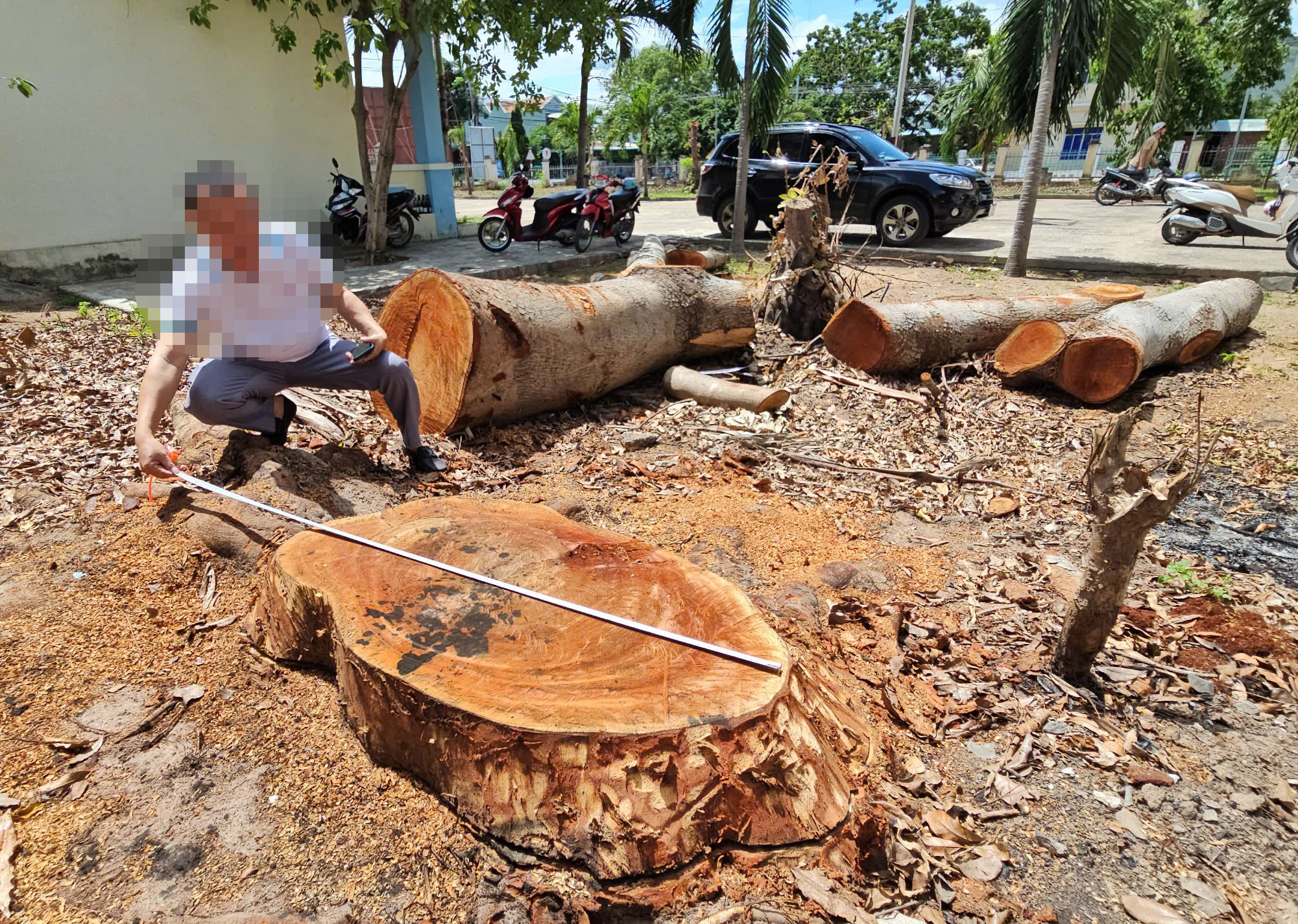 Hàng loạt cây gỗ lớn tại trụ sở phường bị chặt bán trước khi sáp nhập- Ảnh 4.