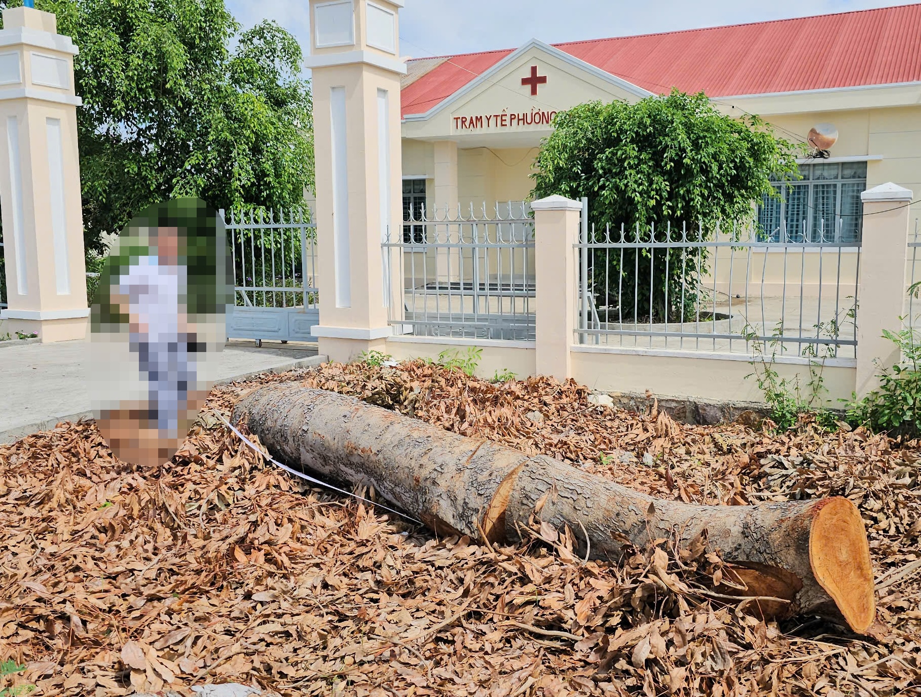 Hàng loạt cây gỗ lớn tại trụ sở phường bị chặt bán trước khi sáp nhập- Ảnh 3.