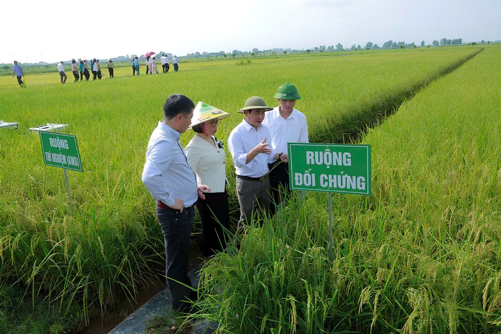 Trồng lúa giảm phát thải thu lợi kép- Ảnh 1.