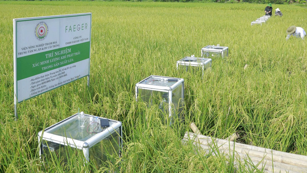 Trồng lúa giảm phát thải thu lợi kép- Ảnh 2.