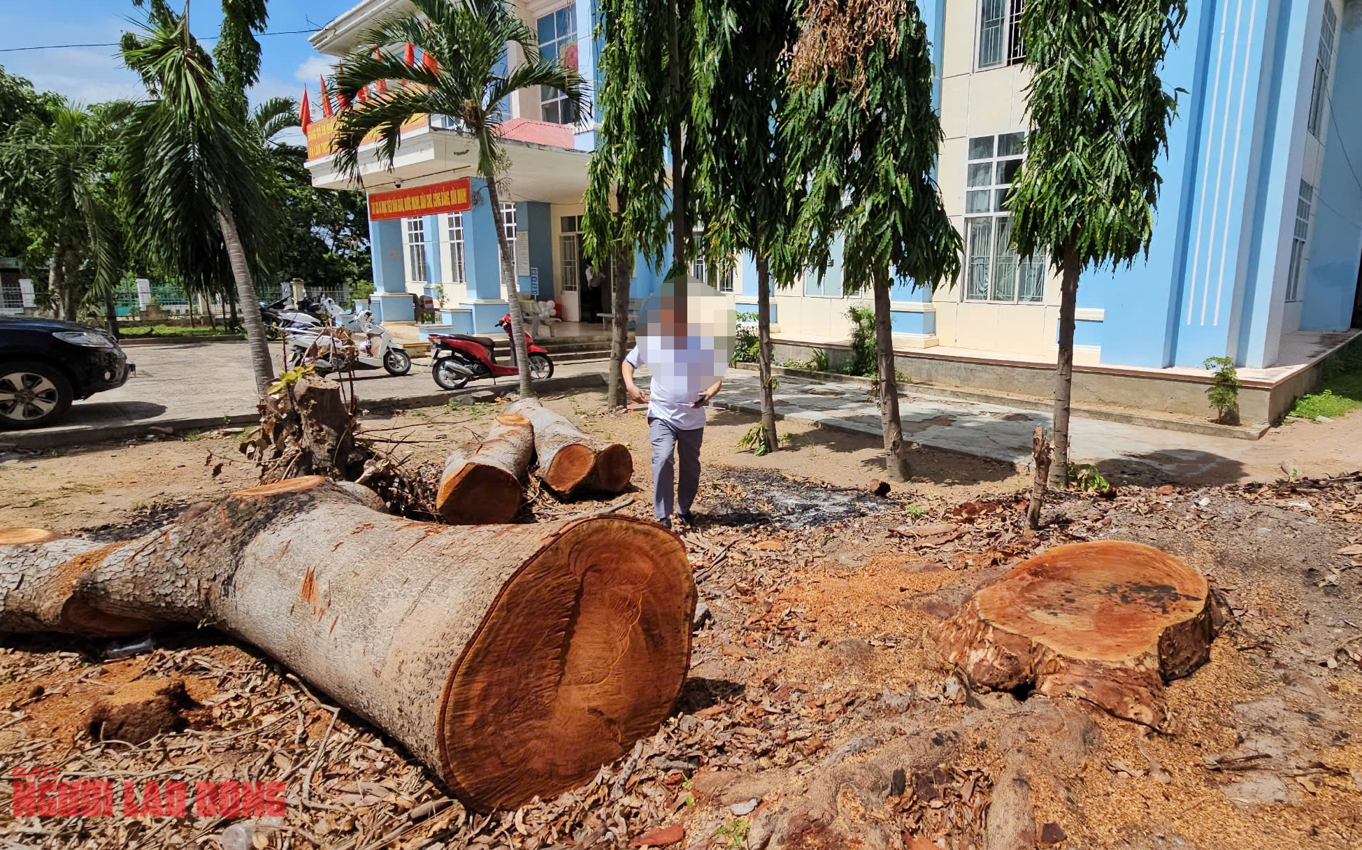 Cưa b&aacute;n nhiều c&acirc;y ở trụ sở trước khi s&aacute;p nhập: B&aacute;n cho người quen c&aacute;n bộ, kh&ocirc;ng đấu gi&aacute;- Ảnh 1.