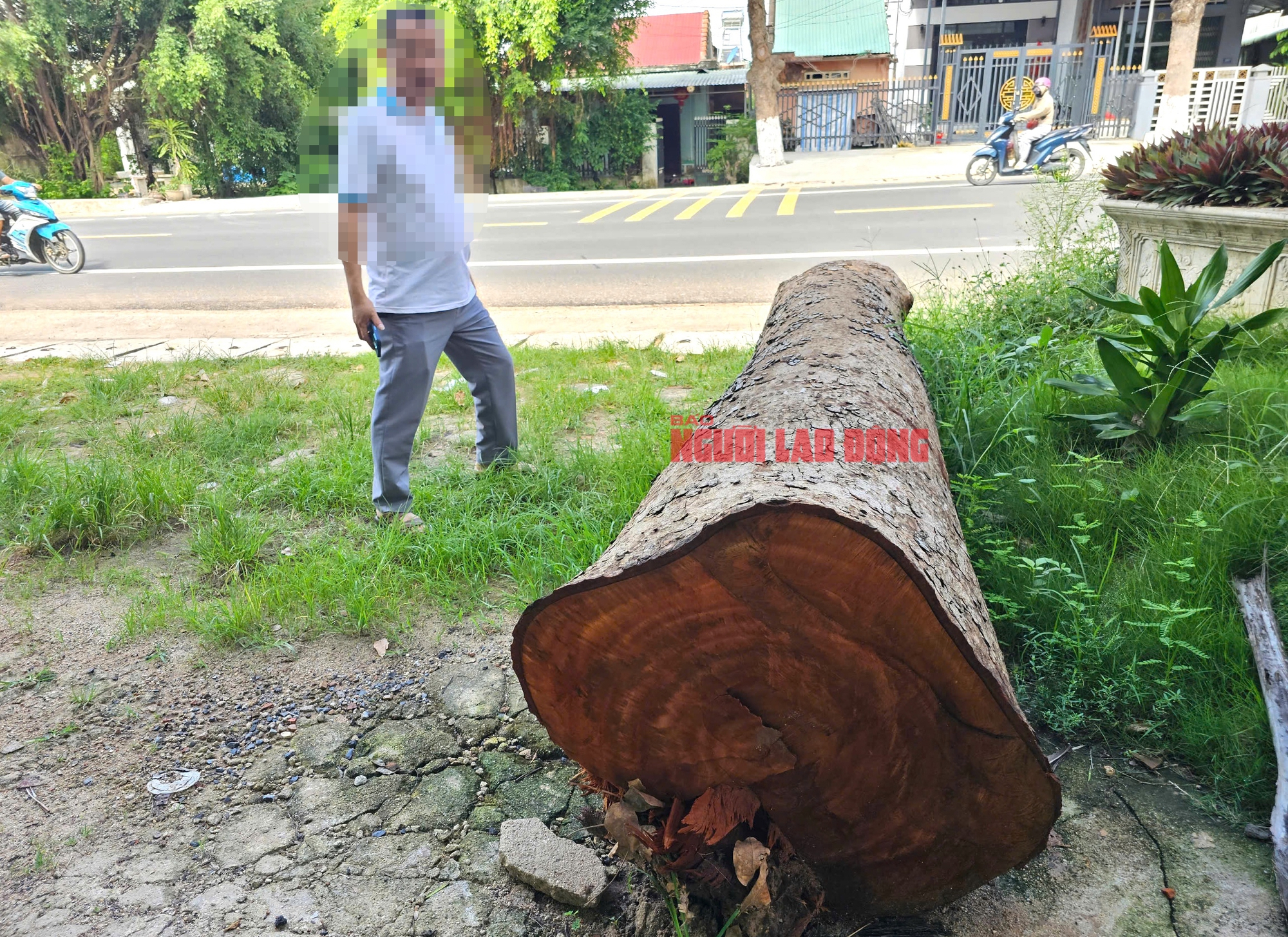 Cưa b&aacute;n nhiều c&acirc;y ở trụ sở trước khi s&aacute;p nhập: B&aacute;n cho người quen c&aacute;n bộ, kh&ocirc;ng đấu gi&aacute;- Ảnh 3.