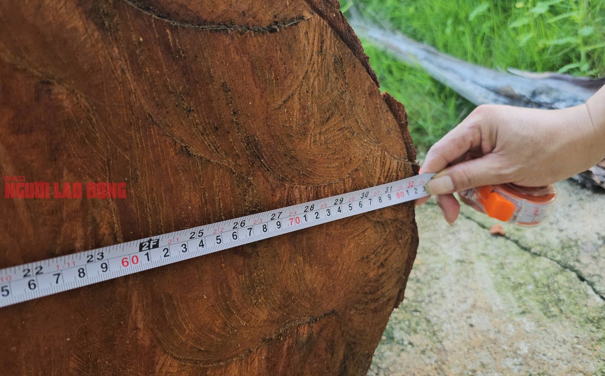 Cưa b&aacute;n nhiều c&acirc;y ở trụ sở trước khi s&aacute;p nhập: B&aacute;n cho người quen c&aacute;n bộ, kh&ocirc;ng đấu gi&aacute;- Ảnh 4.
