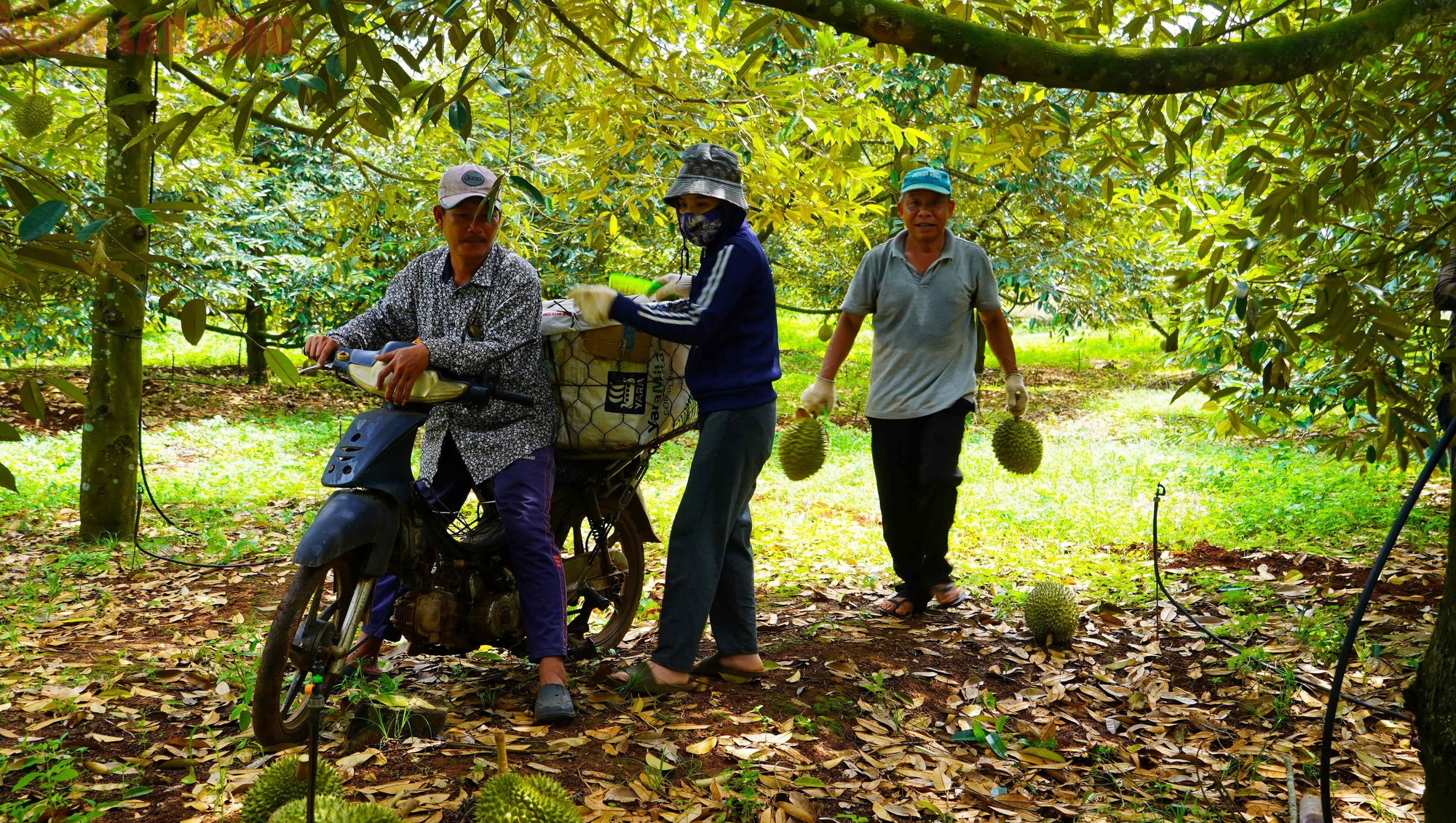 H&igrave;nh ảnh n&ocirc;ng d&acirc;n B&agrave; Rịa - Vũng T&agrave;u tất bật thu hoạch sầu ri&ecirc;ng xuất khẩu đi Trung Quốc- Ảnh 9.
