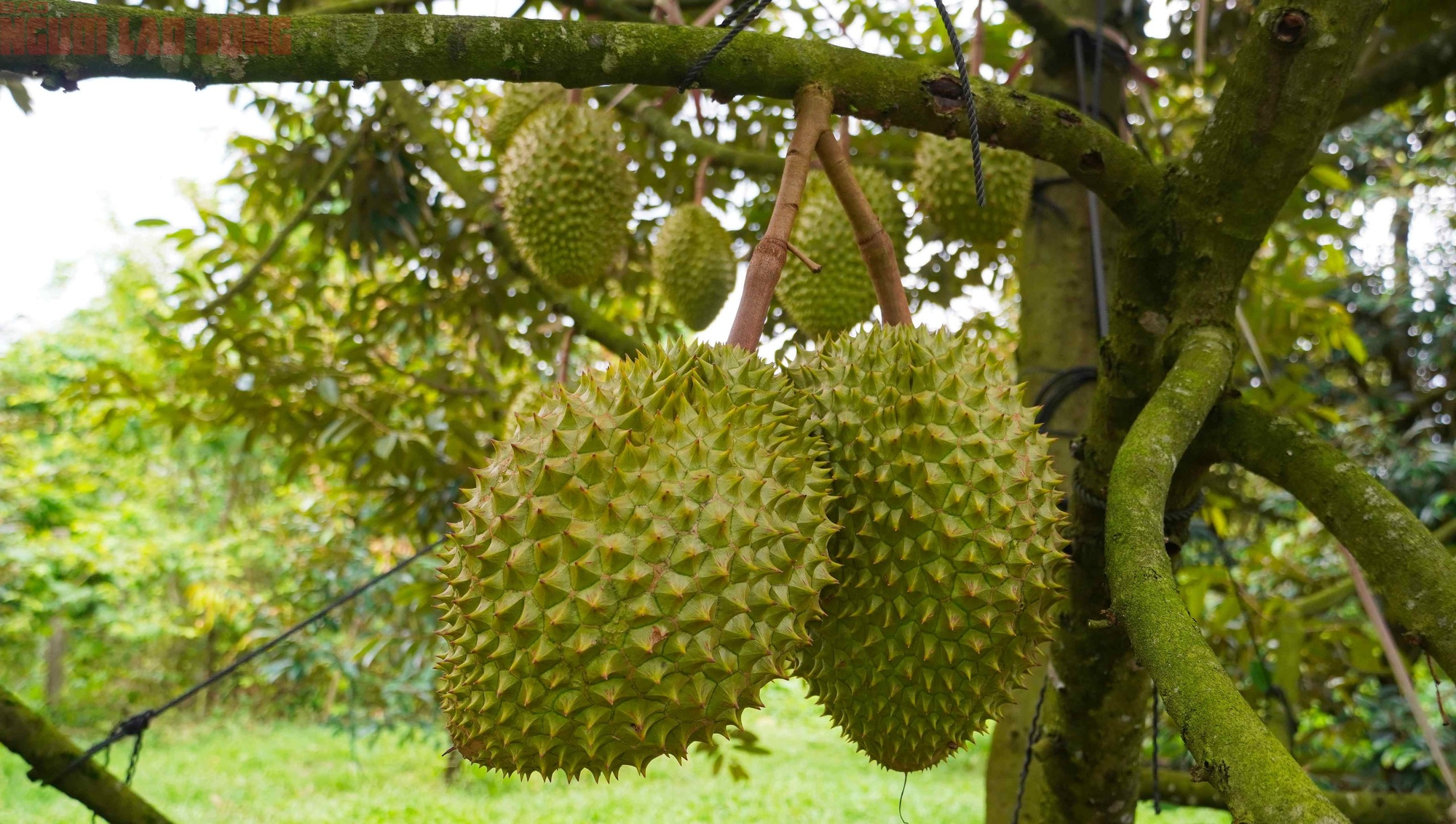 H&igrave;nh ảnh n&ocirc;ng d&acirc;n B&agrave; Rịa - Vũng T&agrave;u tất bật thu hoạch sầu ri&ecirc;ng xuất khẩu đi Trung Quốc- Ảnh 14.