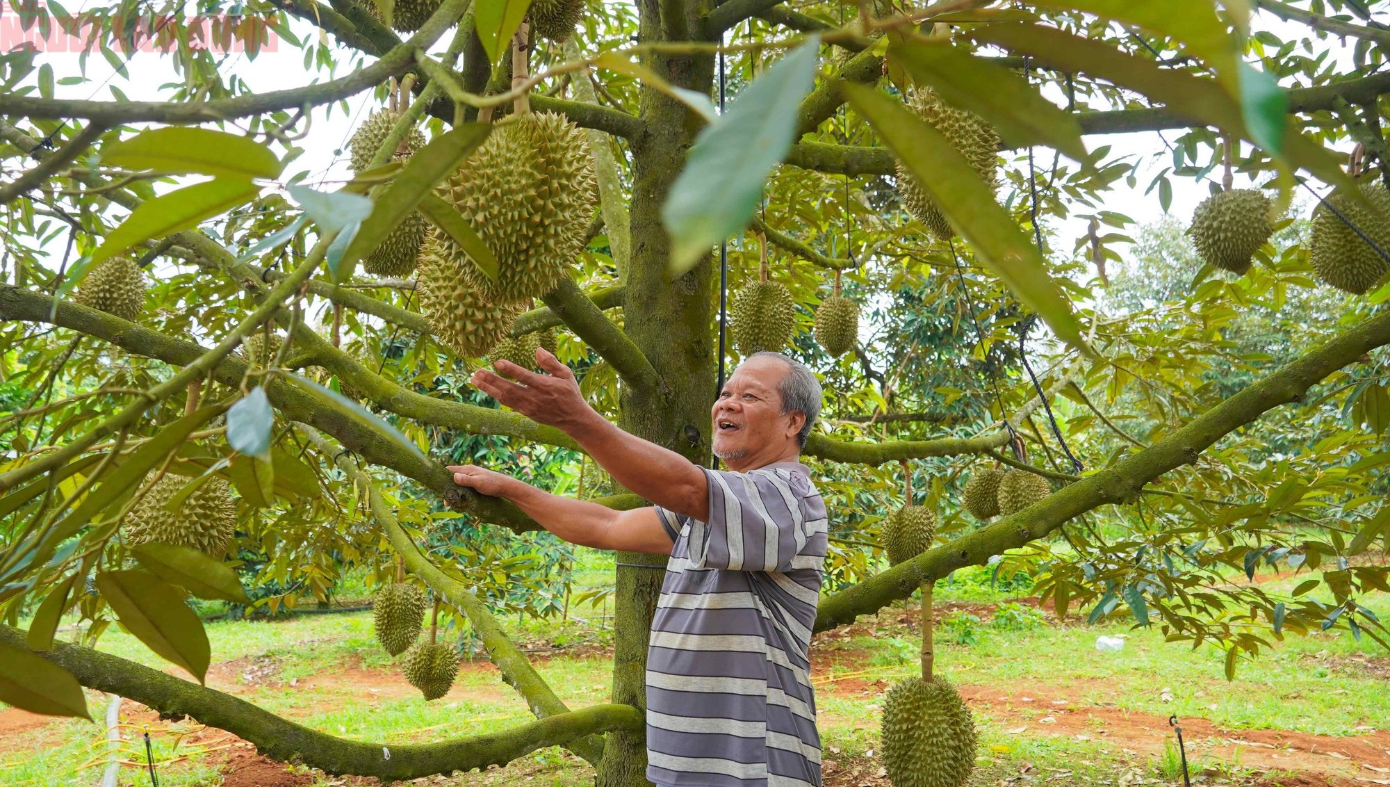 H&igrave;nh ảnh n&ocirc;ng d&acirc;n B&agrave; Rịa - Vũng T&agrave;u tất bật thu hoạch sầu ri&ecirc;ng xuất khẩu đi Trung Quốc- Ảnh 7.
