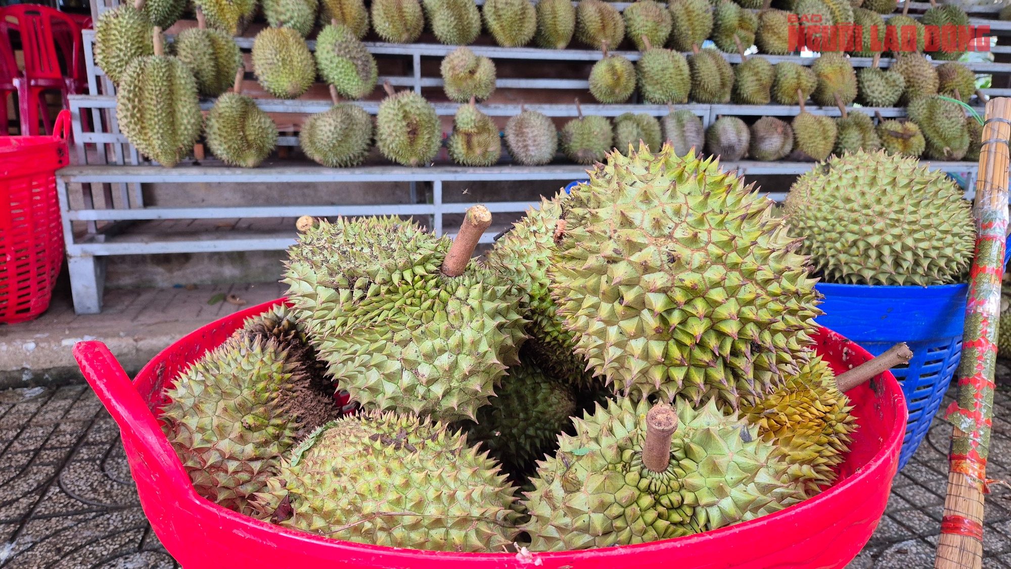 Gi&aacute; sầu ri&ecirc;ng thấp, h&agrave;ng dạt nhiều - Ảnh 1.