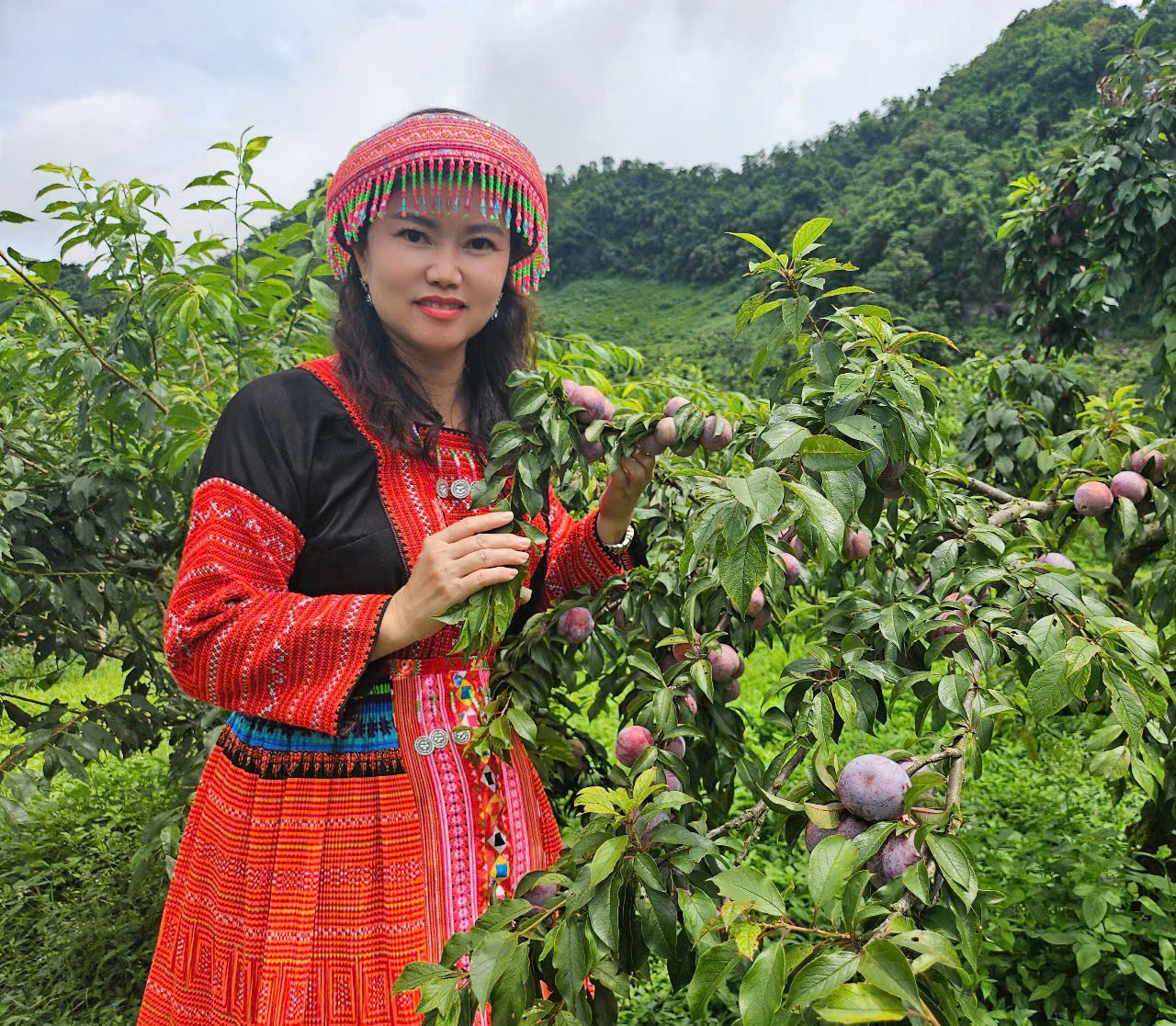 Kh&aacute;ch ngỡ ng&agrave;ng khi "lạc tr&ocirc;i" v&agrave;o rừng mận sai trĩu quả ở Mộc Ch&acirc;u - Ảnh 10.