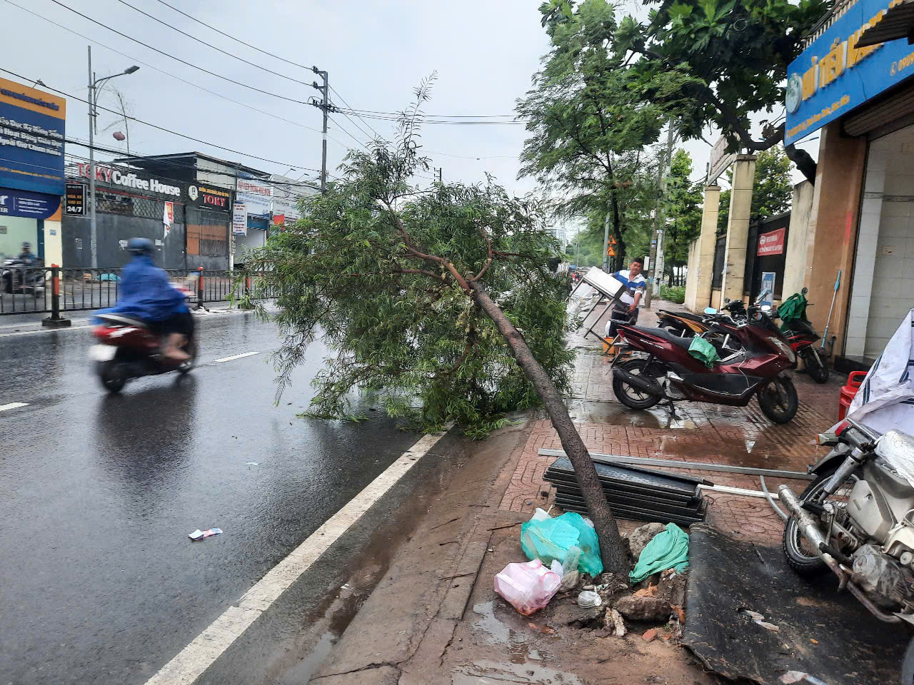 3 c&acirc;y me tr&ecirc;n vỉa h&egrave; xi&ecirc;u vẹo trong mưa d&ocirc;ng ở TP HCM - Ảnh 1.
