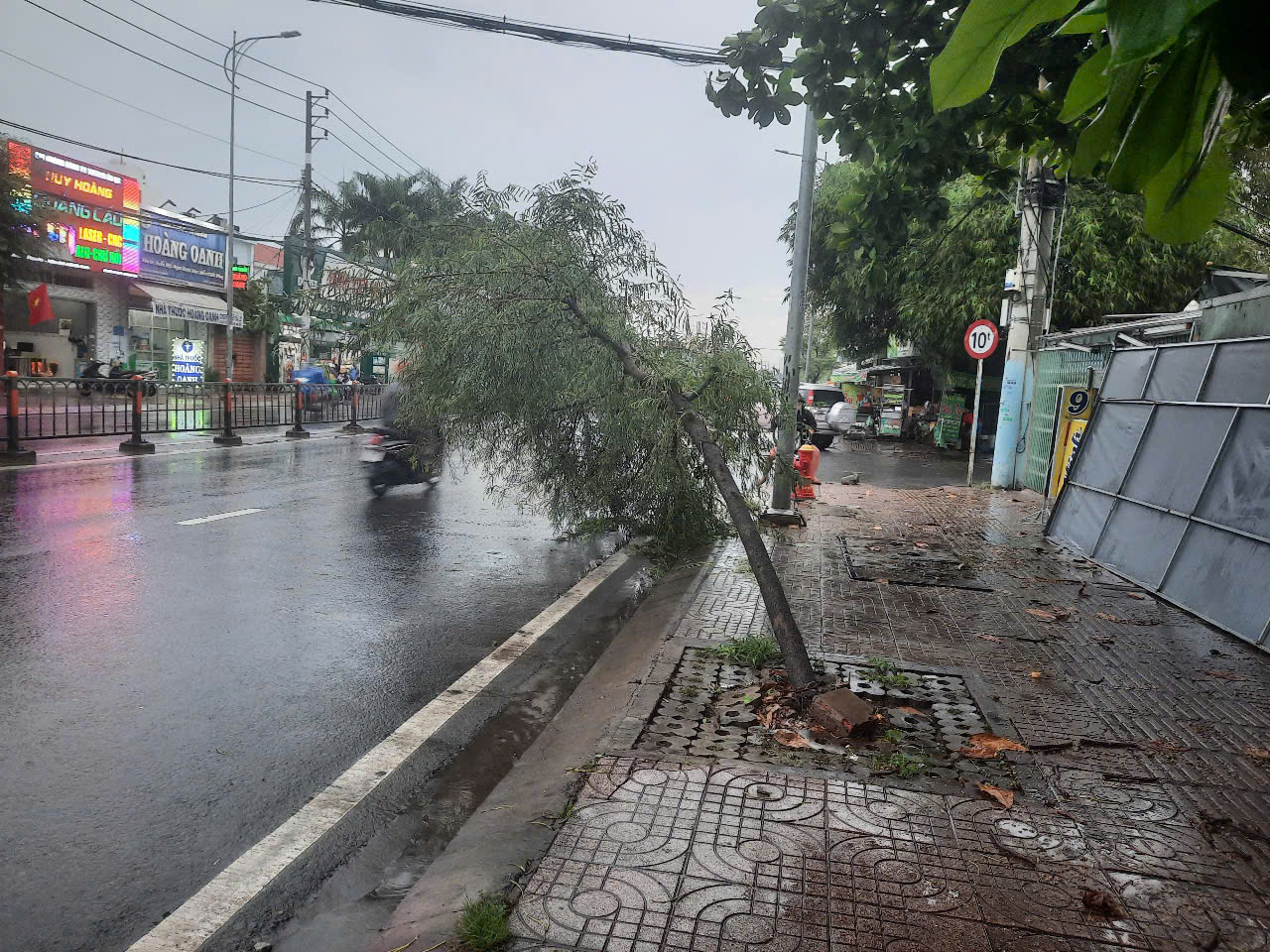 3 c&acirc;y me tr&ecirc;n vỉa h&egrave; xi&ecirc;u vẹo trong mưa d&ocirc;ng ở TP HCM - Ảnh 3.