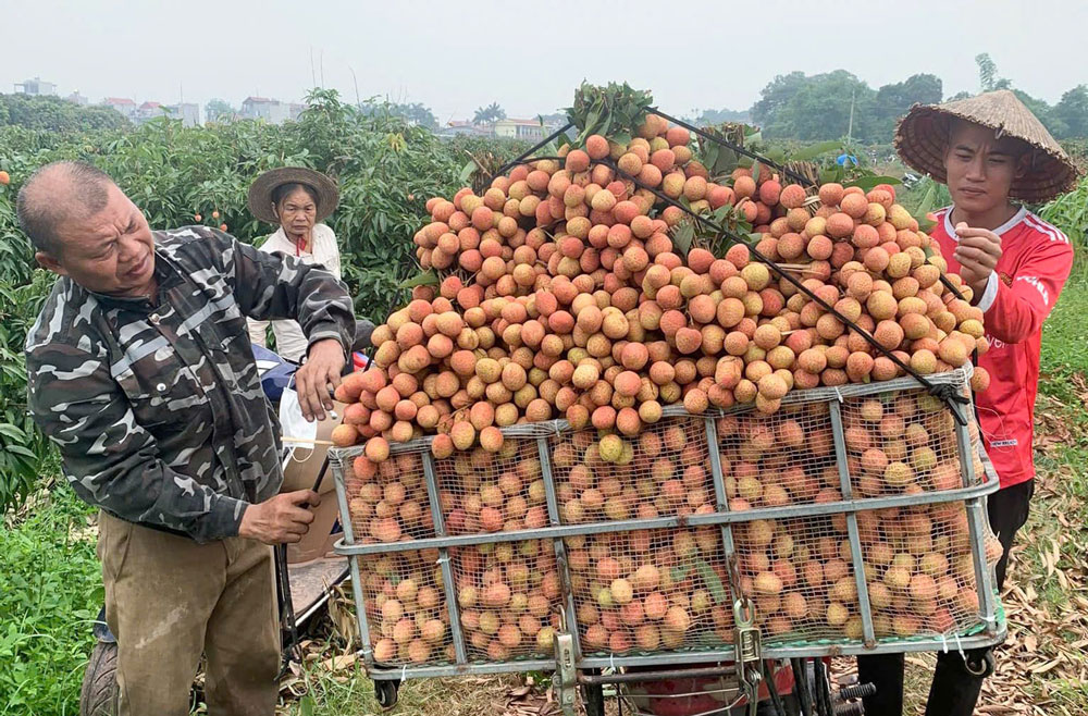 Kỳ vọng m&ugrave;a vải thiều bội thu - Ảnh 1.