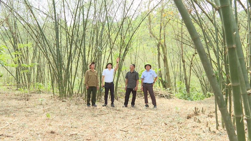 Vì sao châu chấu "đổ bộ" bất thường dày đặc tại Quảng Bình?- Ảnh 2.
