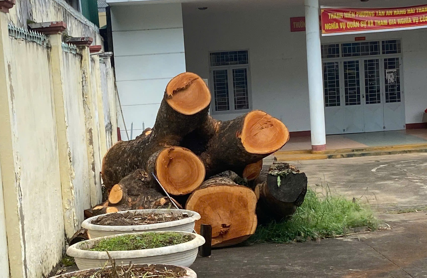 Đề nghị báo cáo việc cưa hạ cây xà cừ trong trụ sở Công an phường- Ảnh 1.