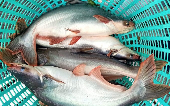 Xuất khẩu cá tra tinh chế tăng mạnh