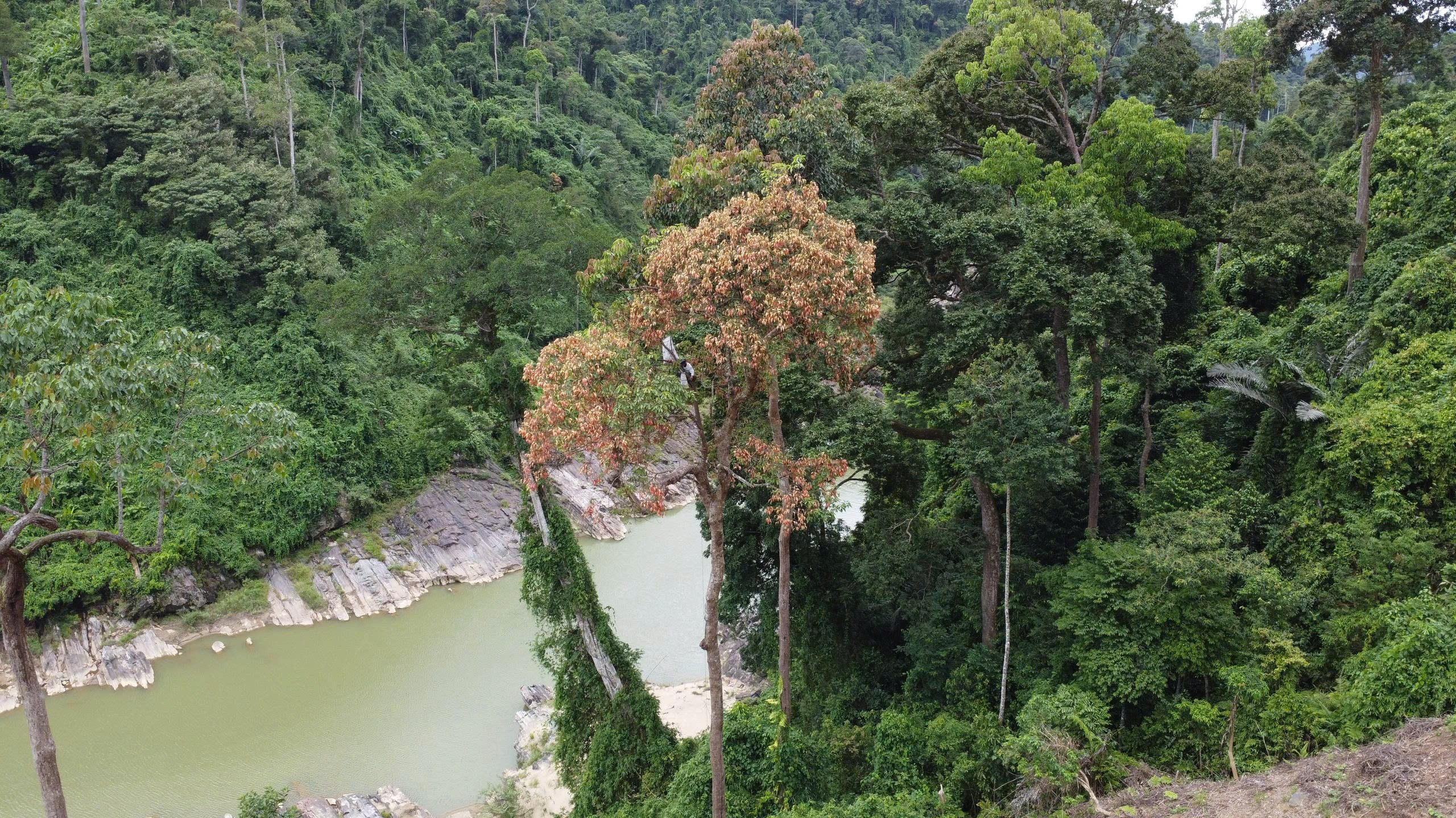 Cả ng&agrave;n người ở Đ&agrave; Nẵng v&agrave;o rừng nhặt thứ hạt rơi từ tr&ecirc;n trời xuống, thu tiền triệu- Ảnh 5.