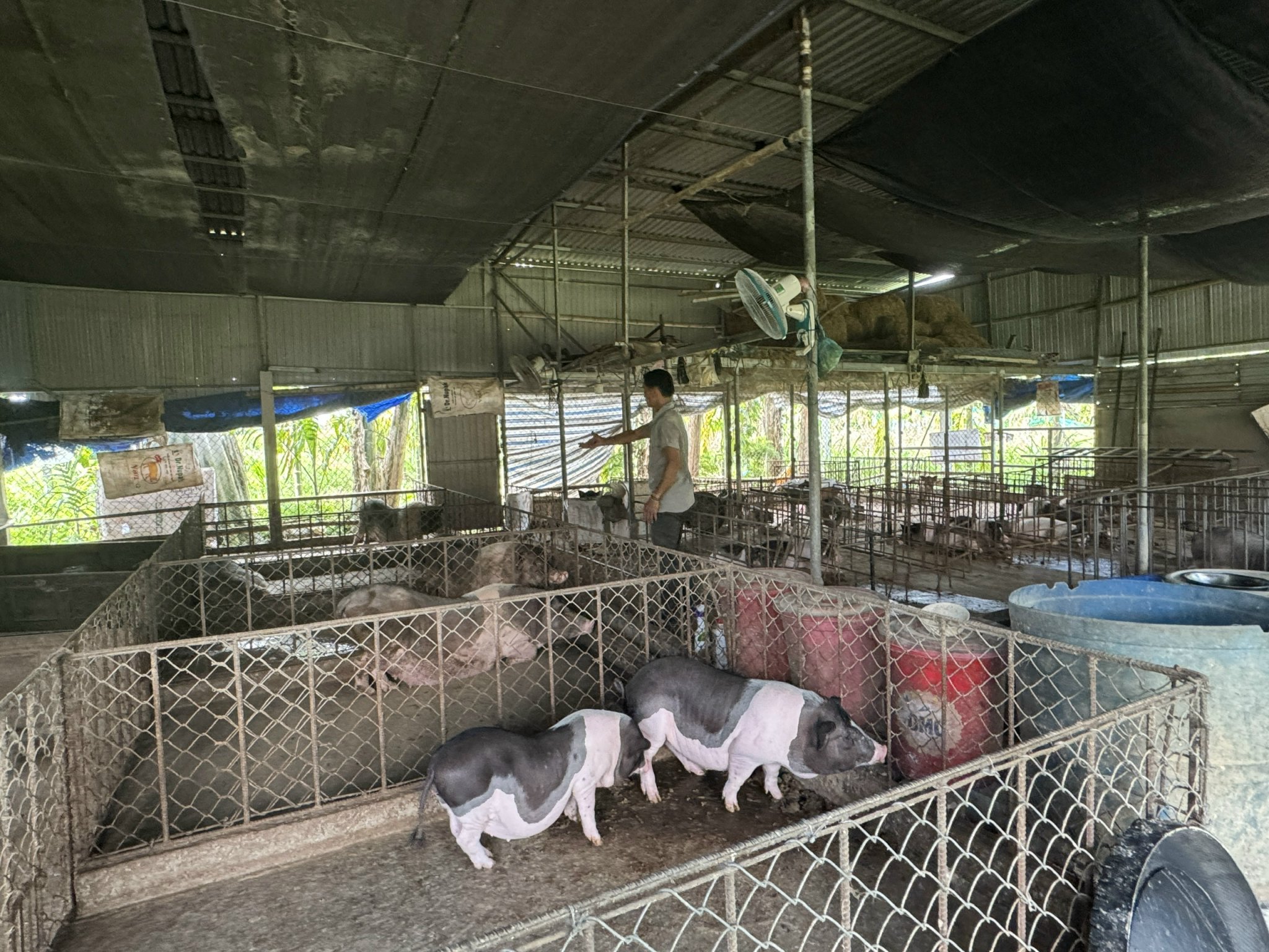 Dịch tả lợn ch&acirc;u Phi b&ugrave;ng ph&aacute;t, Quảng Ng&atilde;i ph&aacute;t th&ocirc;ng b&aacute;o đến từng hộ d&acirc;n- Ảnh 2.