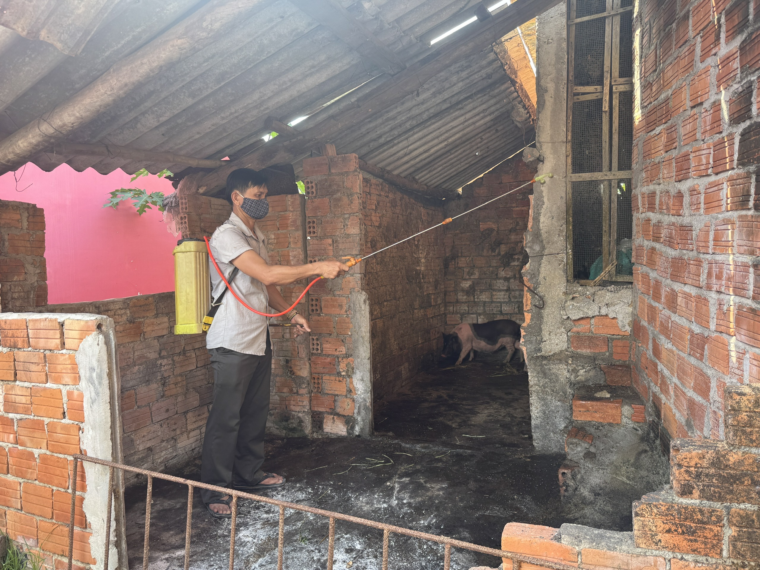 Dịch tả lợn ch&acirc;u Phi b&ugrave;ng ph&aacute;t, Quảng Ng&atilde;i ph&aacute;t th&ocirc;ng b&aacute;o đến từng hộ d&acirc;n- Ảnh 3.