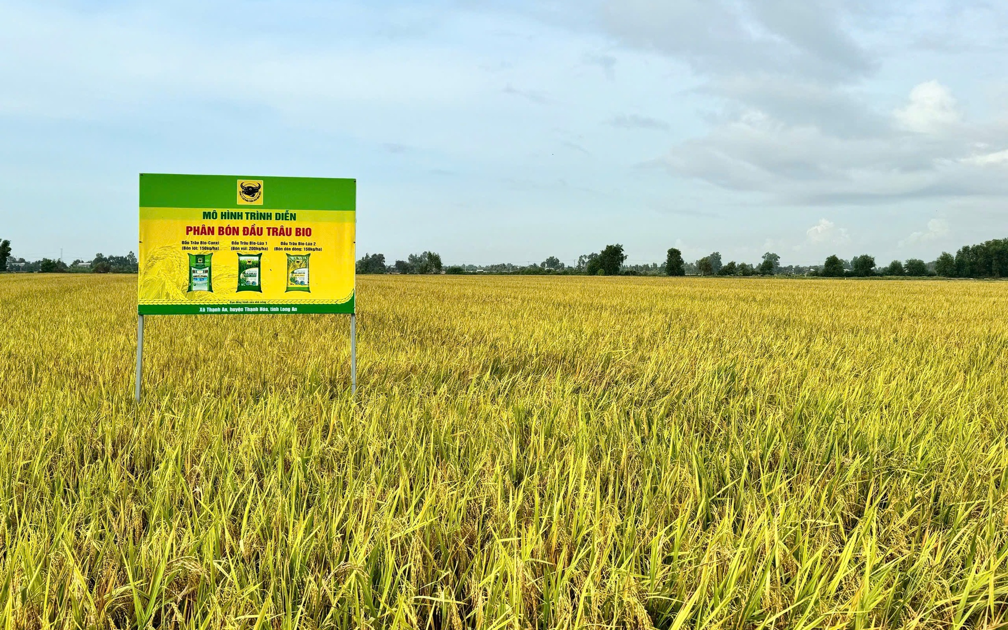 Giải mã cặp đôi “Bio và Canxi” – chìa khóa cho canh tác lúa bền vững ở ĐBSCL