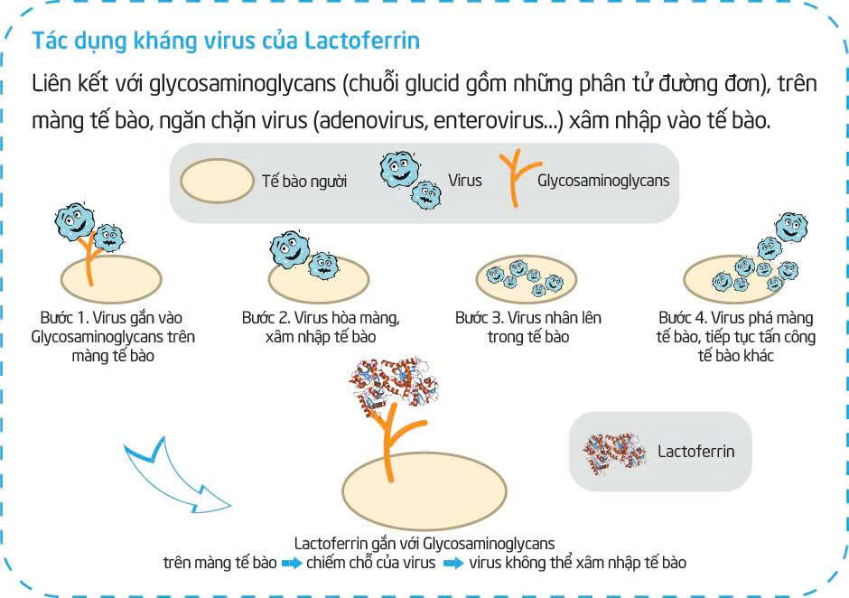 Tìm hiểu loại sữa công thức có Lactoferrin giúp trẻ khỏe mạnh, ít ốm vặt- Ảnh 2.