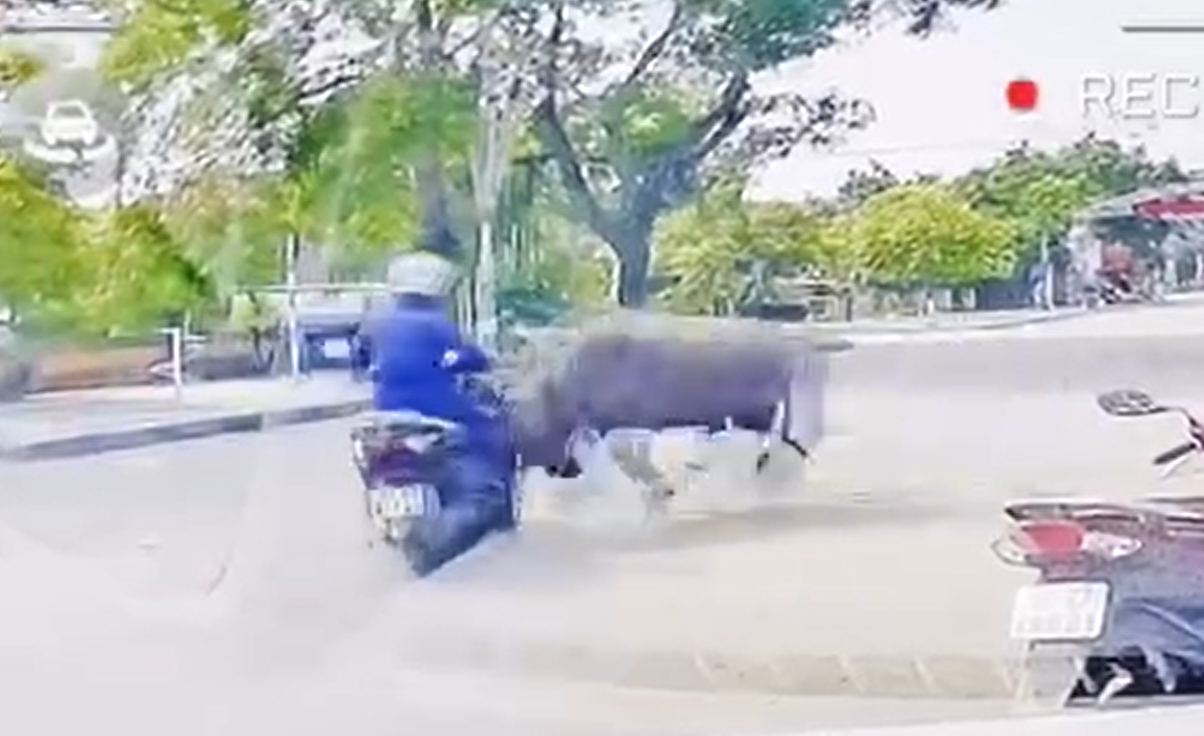 VIDEO: Tr&acirc;u "đi&ecirc;n" truy s&aacute;t người phụ nữ đi xe m&aacute;y tr&ecirc;n đường- Ảnh 1.