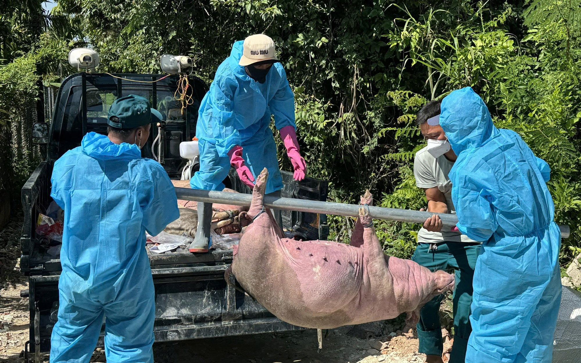 Không để dịch tả heo châu Phi bùng phát!