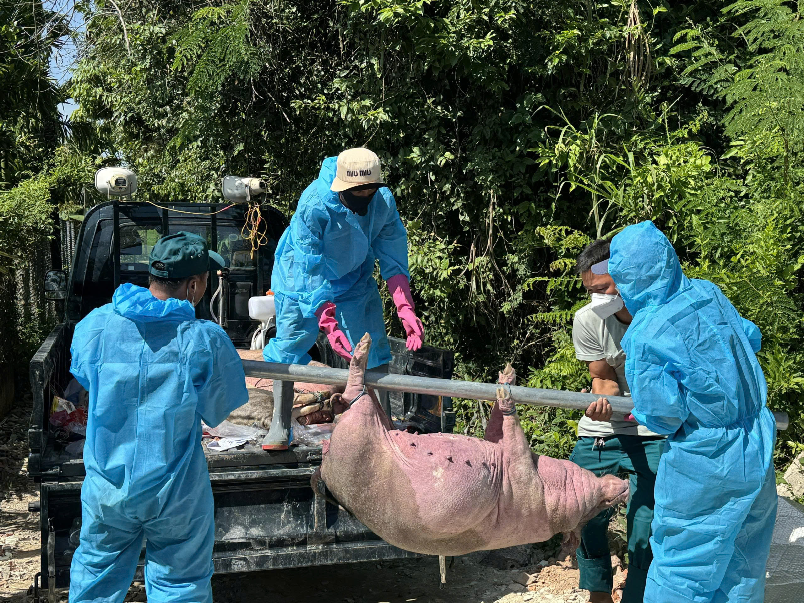 Kh&ocirc;ng để dịch tả heo ch&acirc;u Phi b&ugrave;ng ph&aacute;t cần biện ph&aacute;p ph&ograve;ng chống dịch kịp thời - Ảnh 1.