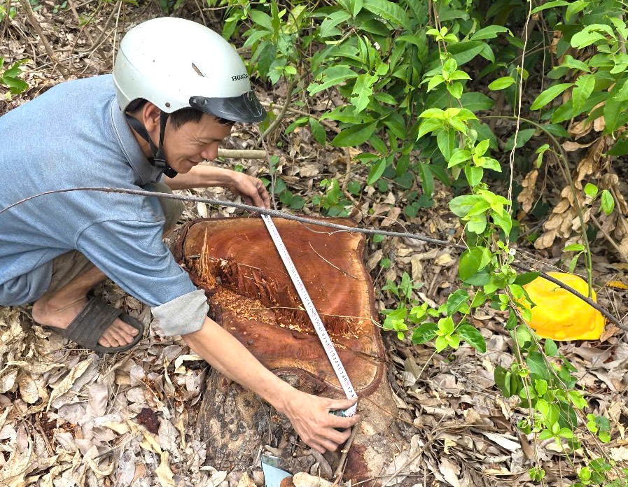 Cưa b&aacute;n c&acirc;y tại trụ sở trước s&aacute;p nhập: "Lộ" nhiều c&acirc;y ngo&agrave;i b&aacute;o c&aacute;o - Ảnh 1.