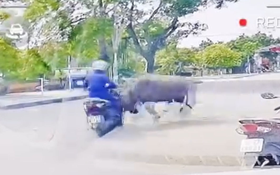 Thông tin mới vụ trâu "điên" truy sát người phụ nữ đi xe máy gãy xương sườn